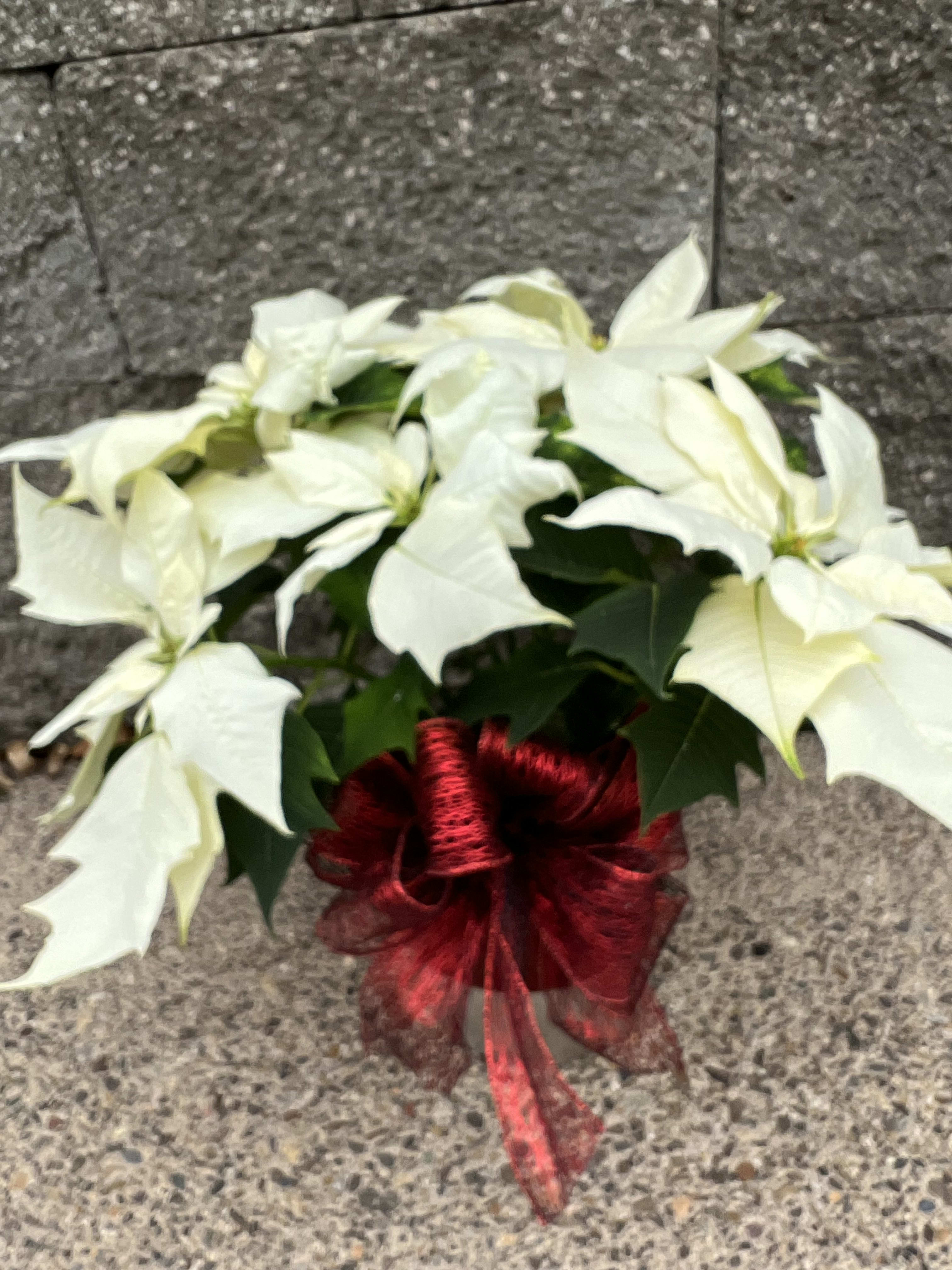 Beautiful white poinsettia mental container with Christmas bow  - Great for thank you or dinner gift