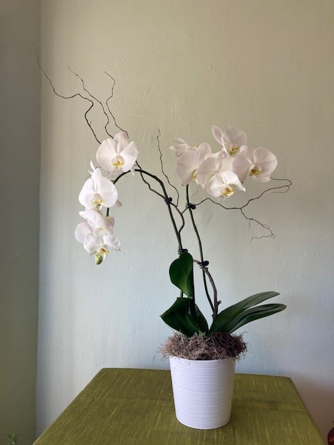 White Double-Stemmed Orchid - The simple yet striking elegance of this double-stemmed white orchid will bring magic into any home!