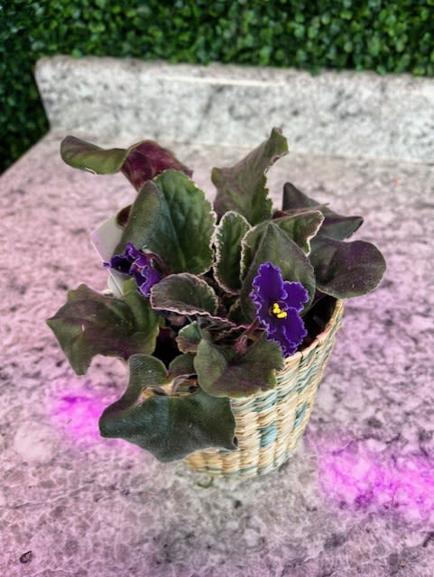 4&quot; African Violet  - Beautiful for any occasion!