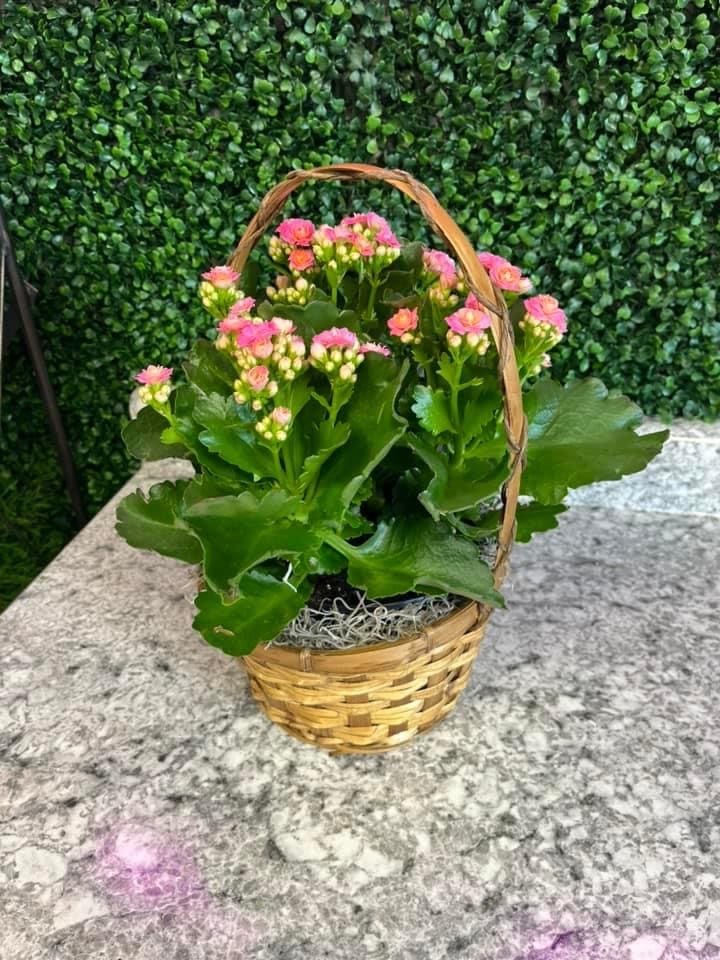 6&quot; Kalanchoe  - Beautiful blooming plant for any occasion! 