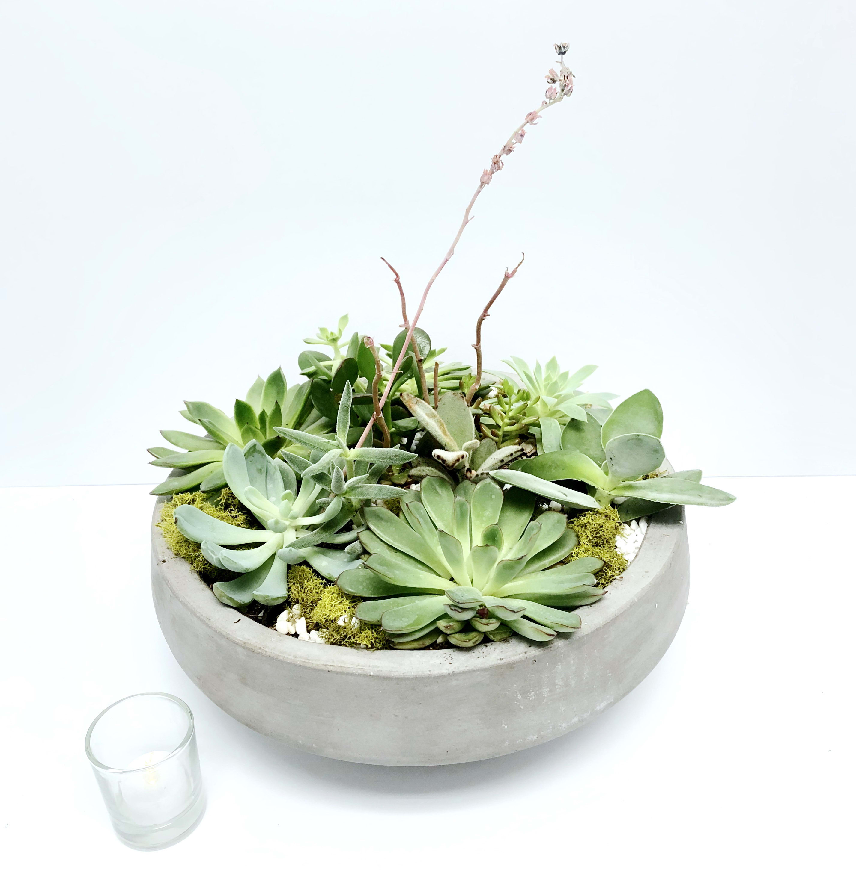 Urban Oasis - This sleek modern container is the perfect vessel for a bountiful collection of succulents. Approx width 13". Choose the deluxe for more succulents and tall branches for added height. 