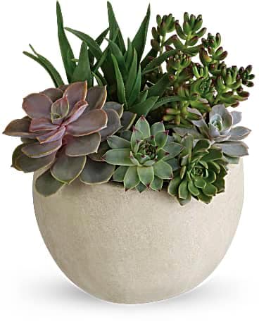 Desert Beauty Succulent Garden - Bring the serene beauty of the desert landscape to any room of the house or office with this glorious growing gift. Filled with sculptural succulents, the versatile weathered slate pot is sure to be a favorite. This garden includes green sedum succulents, a large green echeveria succulent, small green echeveria succulents, and small natural river rocks. Delivered in a weathered slate round pot.