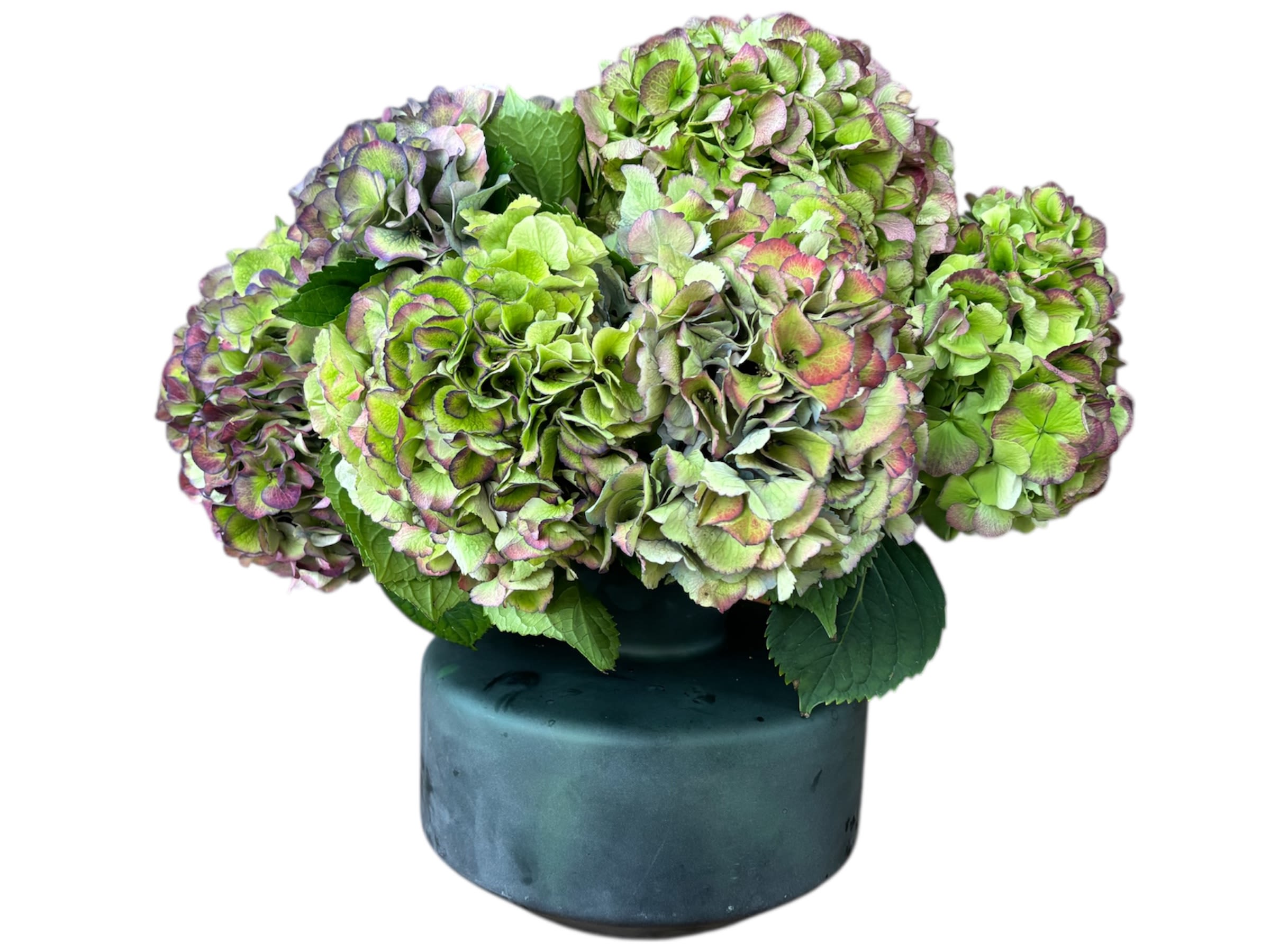 Old Soul Blossoms - Like a memory preserved in bloom, the antique green hydrangea glimmers softly within a green‑tinted vase. Its heirloom tones whisper of serenity, balance, and the gentle passage of time.