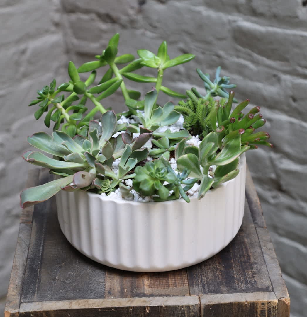 Succulent Bowl - A lovely array of succulents carefully arranged in an elegant ceramic planter makes this living composition a must-have focal point for your desk or table. Succulents are easy-care plants: simply keep in a bright location and water sparingly.  Upgrade to deluxe for additional succulents, or premium for a bowl overflowing with even more plants!  Care instructions included. Bowl measures 8" in diameter.