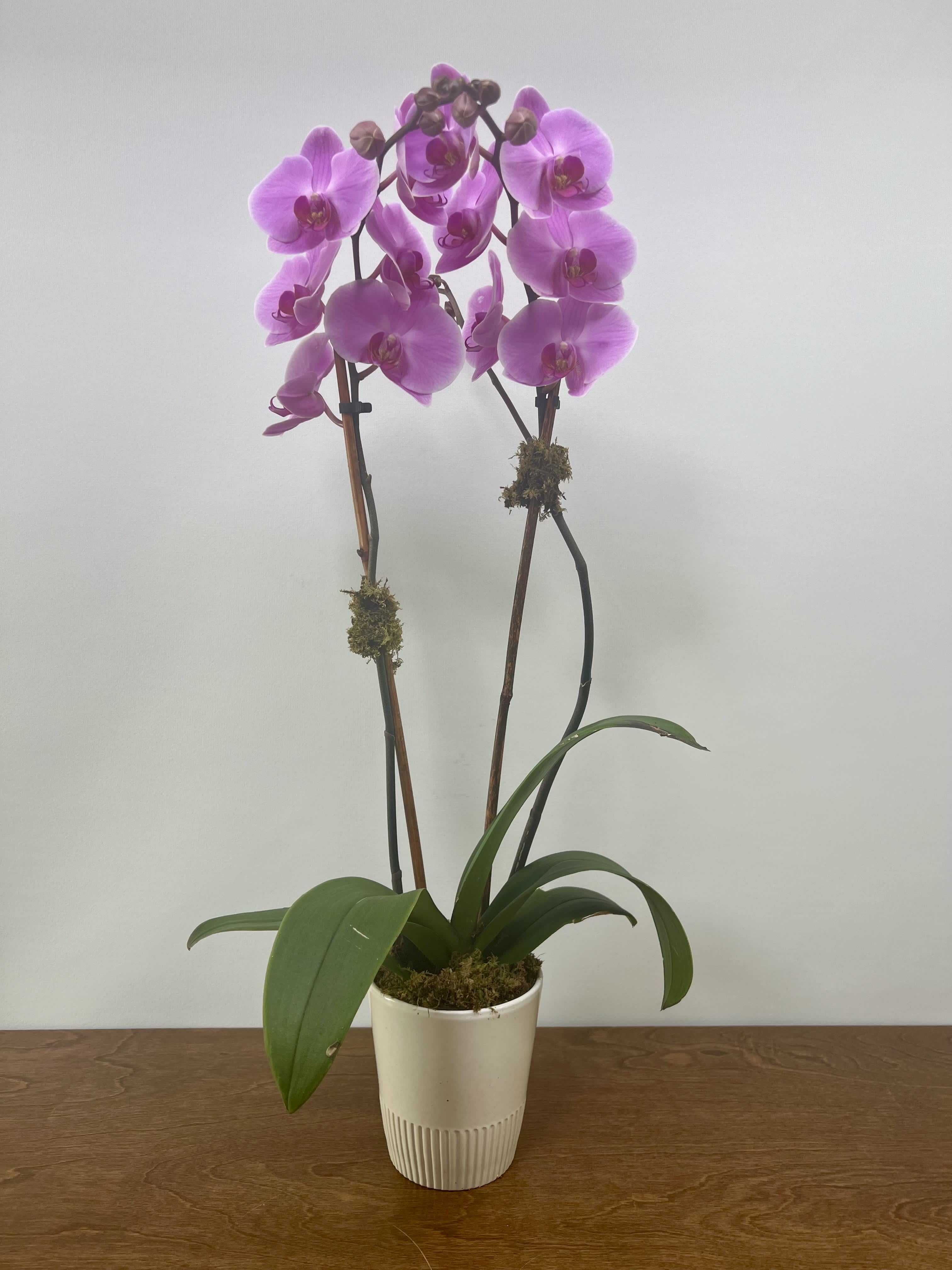Double Stem Orchid - The long stems and large blooms featured in this double spike Phalaenopsis Orchid make it an outstanding gift for every taste and occasion. For the deluxe option, we dress up the orchid with curly willow or pussy willow. Available in white, purple, and pink. Please tell us which color you'd like in the special instructions section during checkout. 