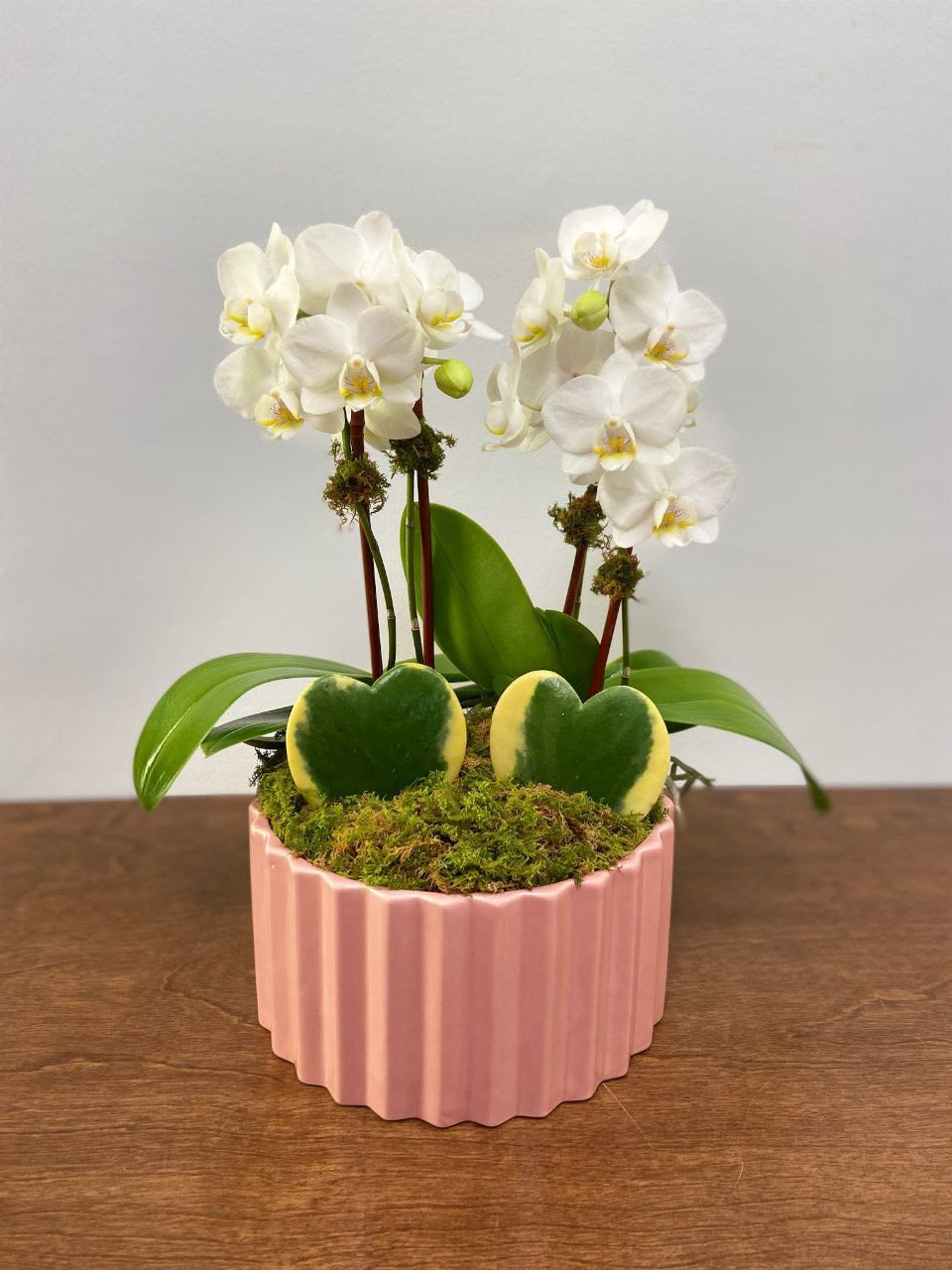 A Perfect Pair - A cheeky, botanical depiction of you and your dearest, this arrangment includes a darling pair of two variegated heart hoyas alongside two miniature orchids. *orchid color may vary based on availability*