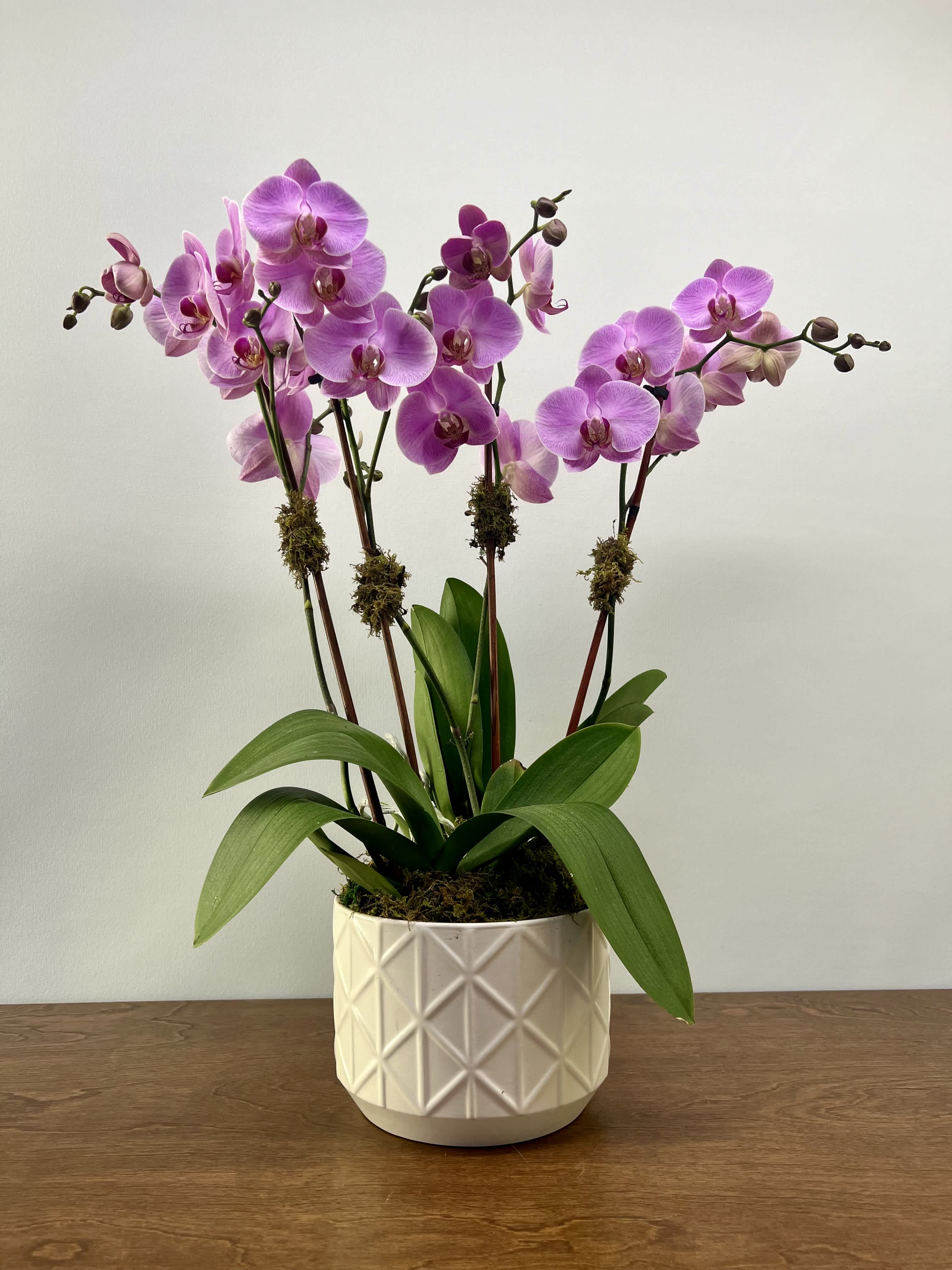 Florence Garden - Two plants of double stem orchids in a white ceramic container, available in white, purple, and light pink. Dimensions: 26&quot; to 30&quot; tall. The standard version is as pictured, and the deluxe version comes dressed up with pussy willow or curly willow. 