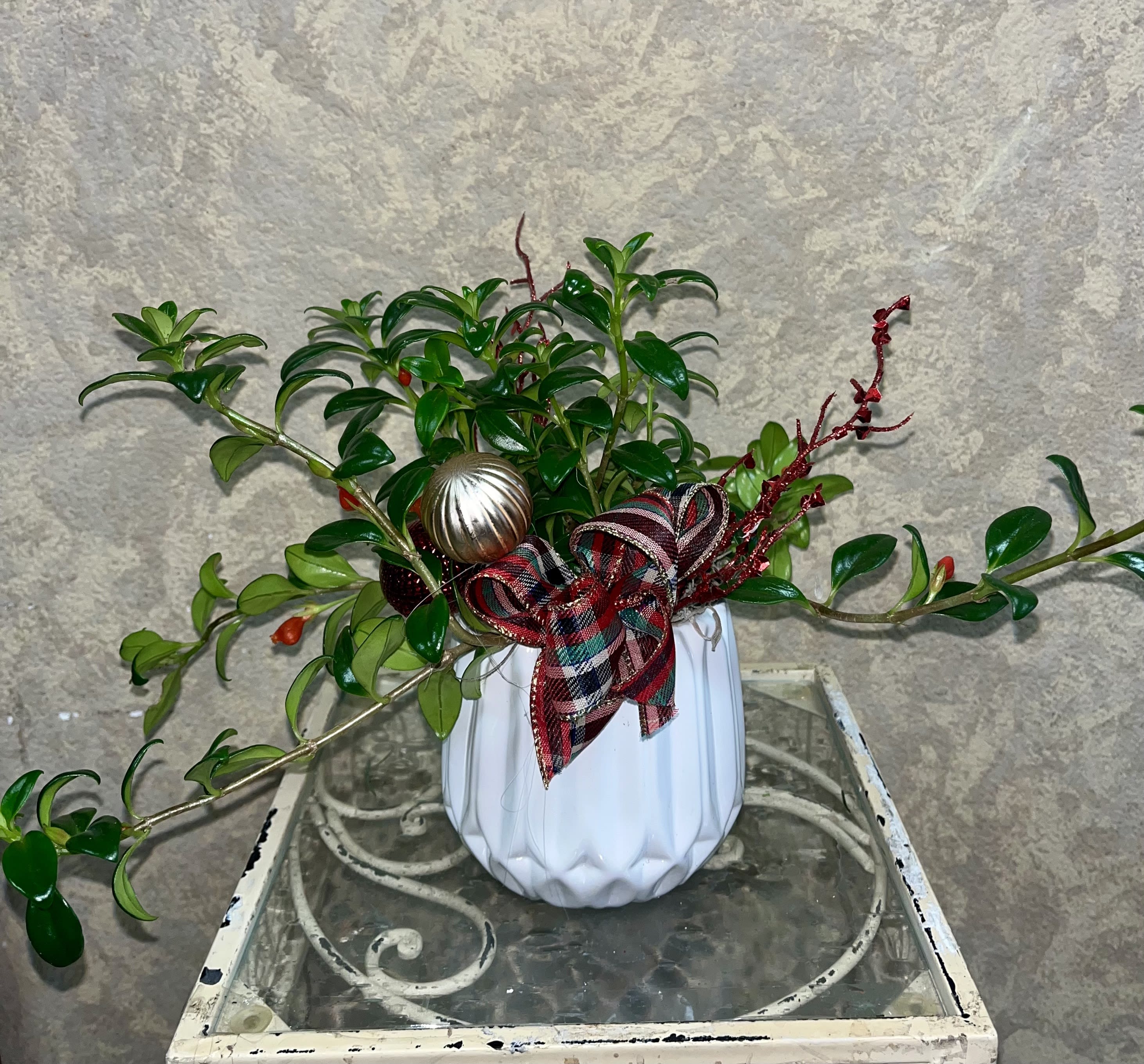 Holiday Goldfish Plant - Our Holiday Goldfish Plant in white pot comes with ornaments and ribbon.