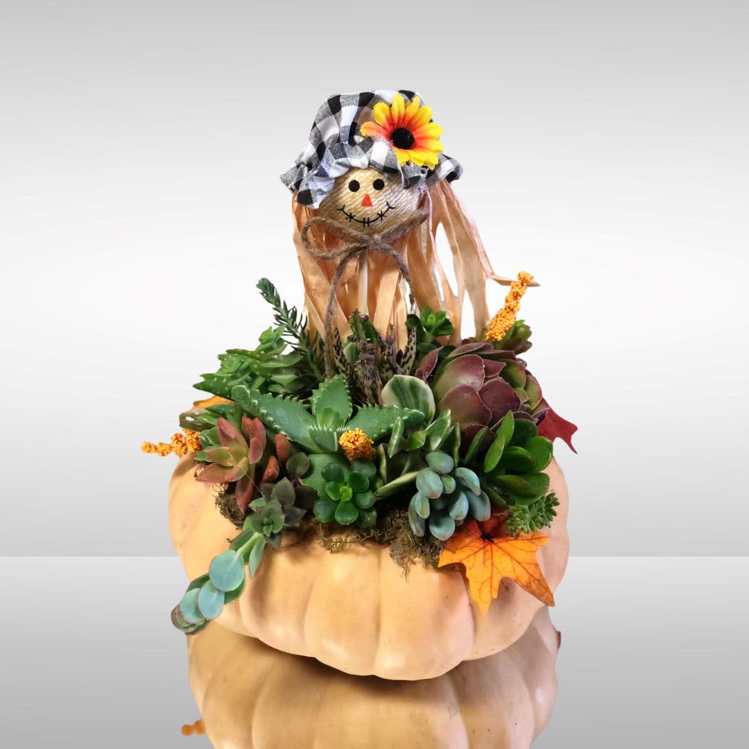 Scarecrow Succulent Dish in Natural Pumpkin - This Scarecrow pumpkin dish includes living succulents in a real pumpkin. Place inside on a table and enjoy for many months. Succulents will grow roots in moss and can be planted in pots when you are ready!