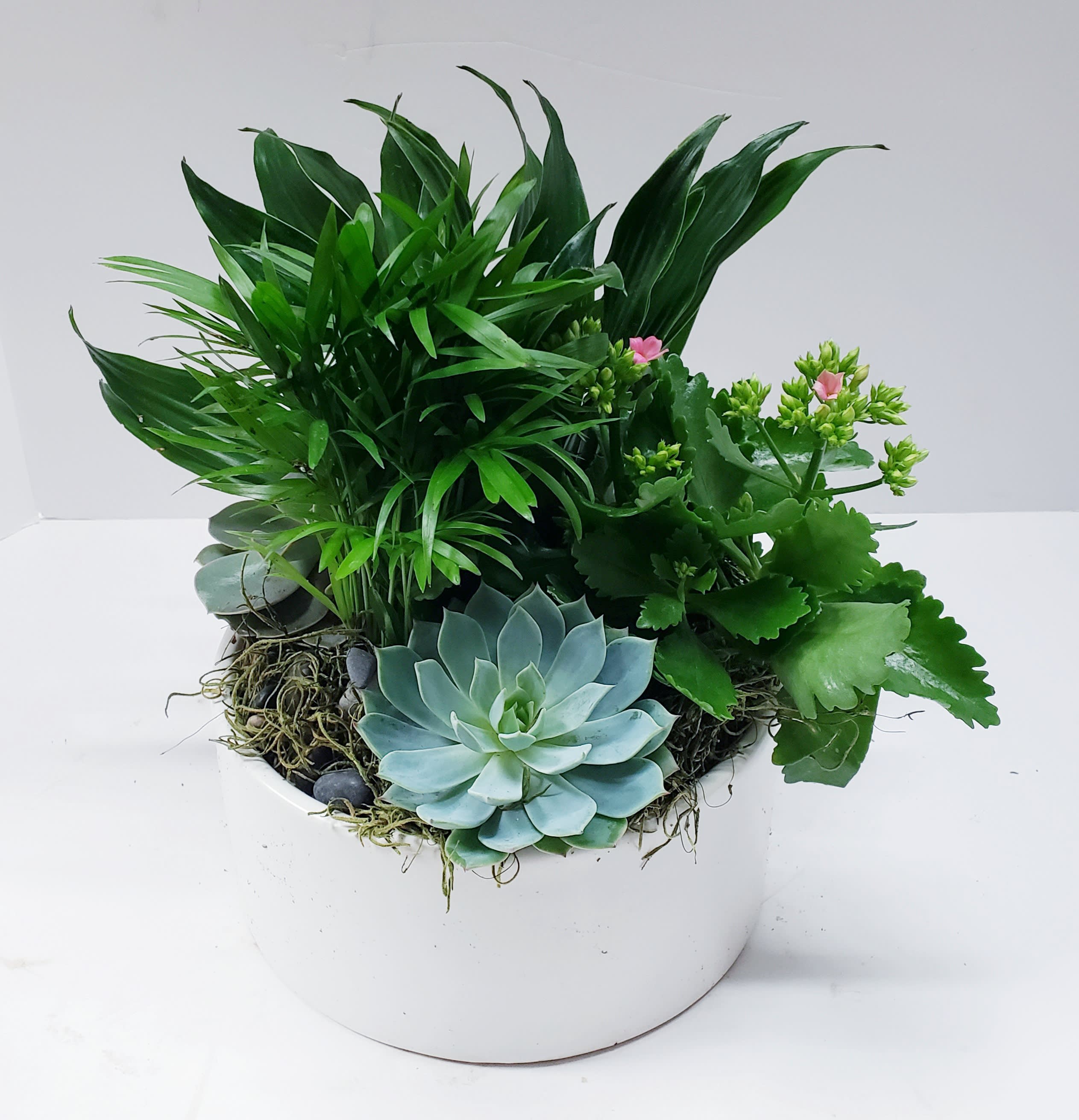 magical Spring Succulent - 14"h x 14"w