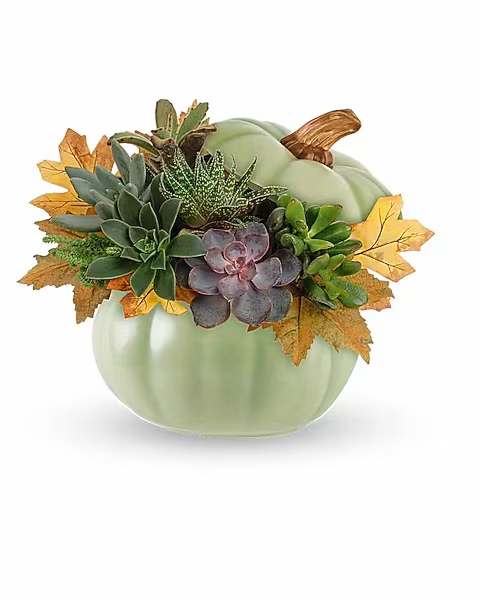 Teleflora's Sage Pumpkin Succulent Garden - This delightful fall arrangement of assorted succulents is sure to attract compliments, nestled inside a charming sage pumpkin accented with hand-painted details. This Sage Pumpkin Succulent Garden features a delightful assortment of succulents carefully arranged in their signature Sage Harvest Pumpkin.