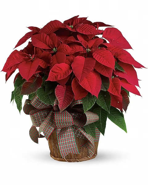 Large Red Poinsettia - You'll send a really big Christmas wish when you have this wonderfully large, bright red poinsettia delivered to your family or friends. Poinsettias are a natural gift for the holidays, and this is sure to make a grand entrance! A large red poinsettia is delivered in a 8&quot; natural container that's all wrapped up with a beautiful red taffeta ribbon. It's a beautifully traditional gift - with a sizable difference!