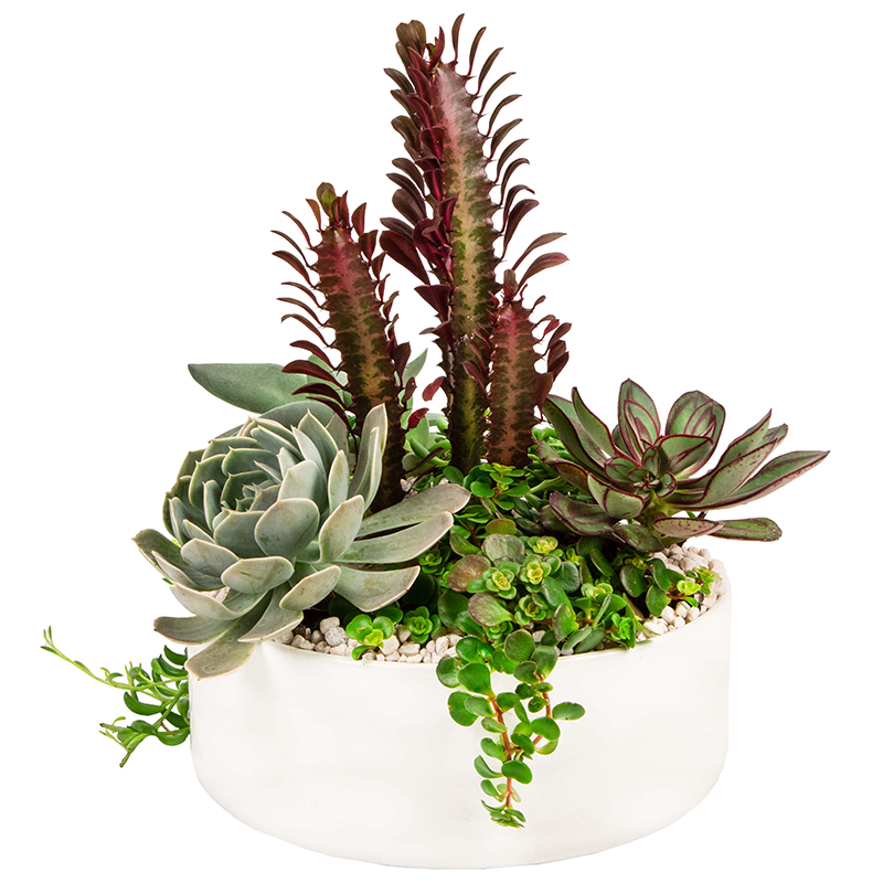 Modern Excellence - The Modern Excellence offers the perfect modern touch for any space. From the office to the home. The Modern Excellence is handcrafted in a white ceramic container with an assortment of succulents. Succulents are easy to care for and don't require a lot of water or maintenance so it makes the perfect gift for anyone.