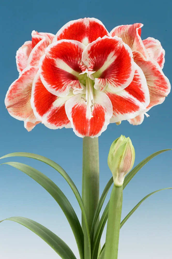 Amaryllis - Samba *NOT in bloom yet* - Amaryllis are rewarding, easy-care houseplants that really brighten a winter windowsill. Few bulbs are easier to grow than amaryllis — and few bloom with greater exuberance and beauty. Just plant the bulb in good potting soil, water regularly and provide bright, indirect light. A support stake is handy for keeping the blooms upright, but little else is required. Most varieties will begin blooming six to eight weeks after planting; some can take as long as ten weeks.  Our bulbs were planted the first week of November.  The perfect holiday gift that keeps on giving, all season long!