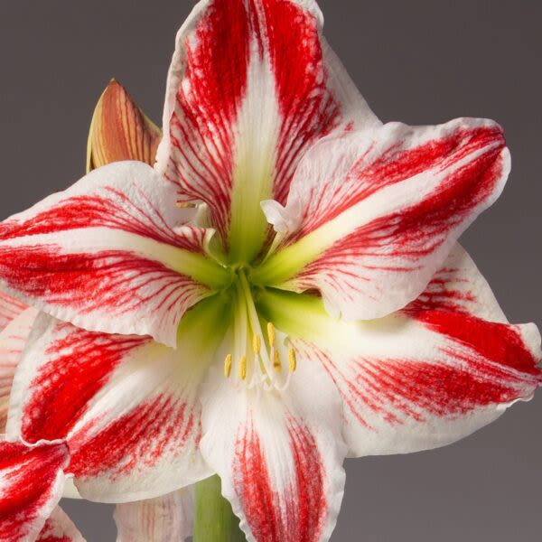 Amaryllis - Spartacus *NOT in bloom yet* - Amaryllis are rewarding, easy-care houseplants that really brighten a winter windowsill. Few bulbs are easier to grow than amaryllis — and few bloom with greater exuberance and beauty. Just plant the bulb in good potting soil, water regularly and provide bright, indirect light. A support stake is handy for keeping the blooms upright, but little else is required. Most varieties will begin blooming six to eight weeks after planting; some can take as long as ten weeks.  Our bulbs were planted the first week of November.  The perfect holiday gift that keeps on giving, all season long!