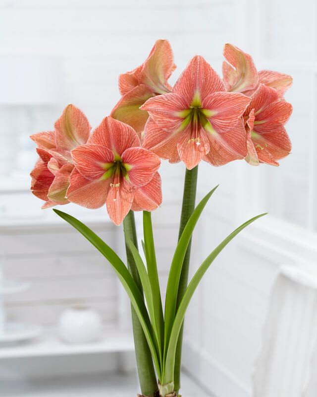 Amaryllis - Terracott Star *NOT in bloom yet* - Amaryllis are rewarding, easy-care houseplants that really brighten a winter windowsill. Few bulbs are easier to grow than amaryllis — and few bloom with greater exuberance and beauty. Just plant the bulb in good potting soil, water regularly and provide bright, indirect light. A support stake is handy for keeping the blooms upright, but little else is required. Most varieties will begin blooming six to eight weeks after planting; some can take as long as ten weeks.  Our bulbs were planted the first week of November.  The perfect holiday gift that keeps on giving, all season long!