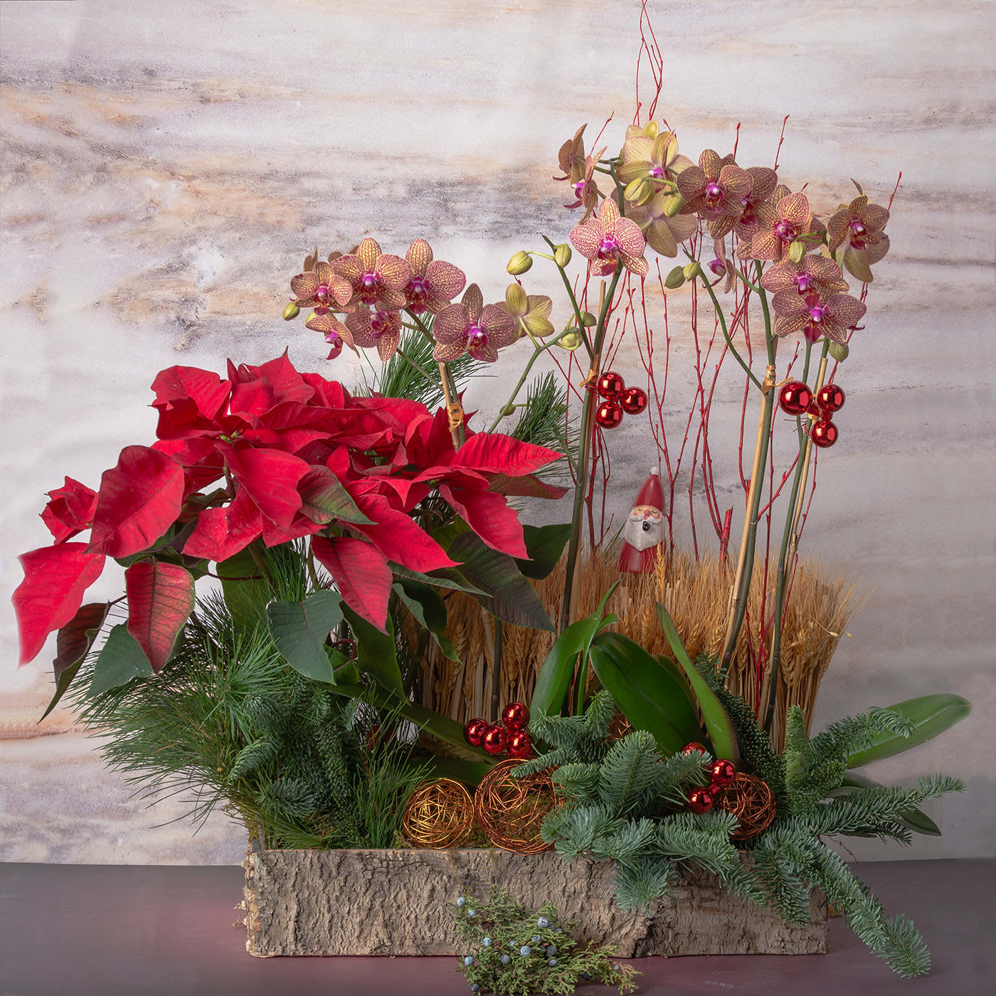 orchids and poinsettia - Orchid plant, Poinsettia plant, Wheat  nested in a rectangular bark vase 