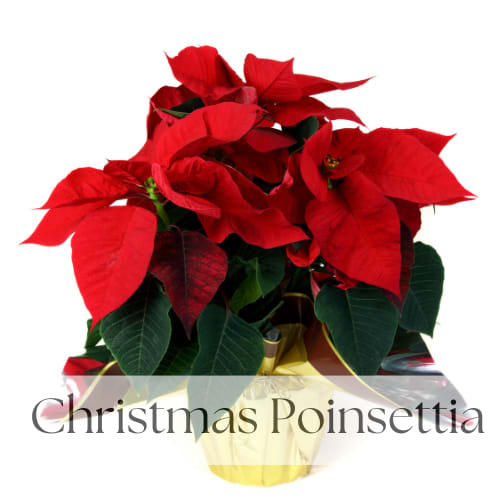 Christmas Poinsettia - Brighten the holiday season with this vibrant red poinsettia, beautifully wrapped in festive Christmas foil and adorned with a decorative bow. Perfect for gifting or adding a touch of traditional elegance to your holiday decor.