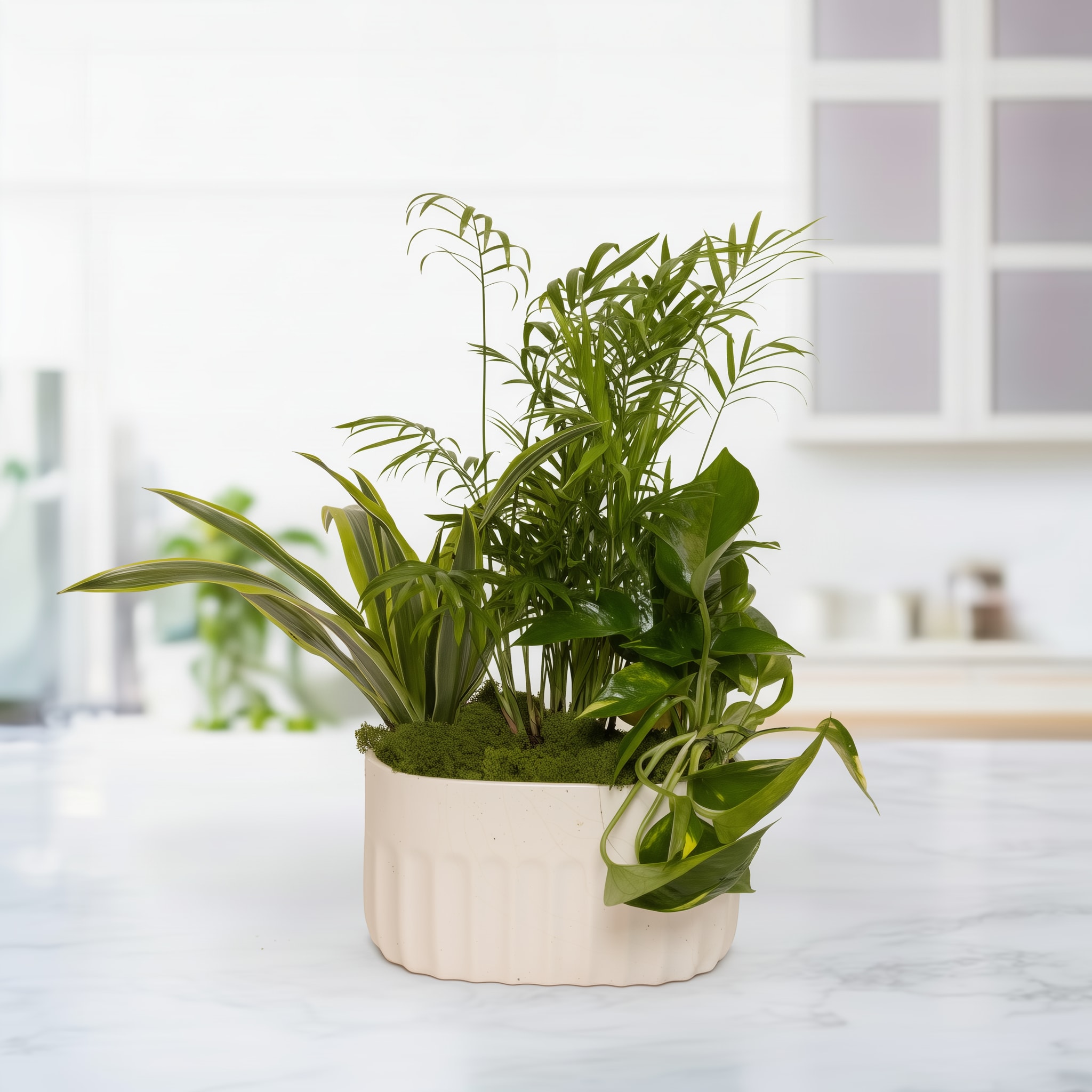 Petite Garden  - Bring the beauty of nature indoors with Petite Garden, a charming small plant arrangement featuring lush greenery and miniature plants. Handcrafted by expert florists, this indoor garden arrangement adds a touch of fresh elegance to any home, office, or special space. Perfect for gifts, decor, or plant lovers seeking a miniature botanical display.