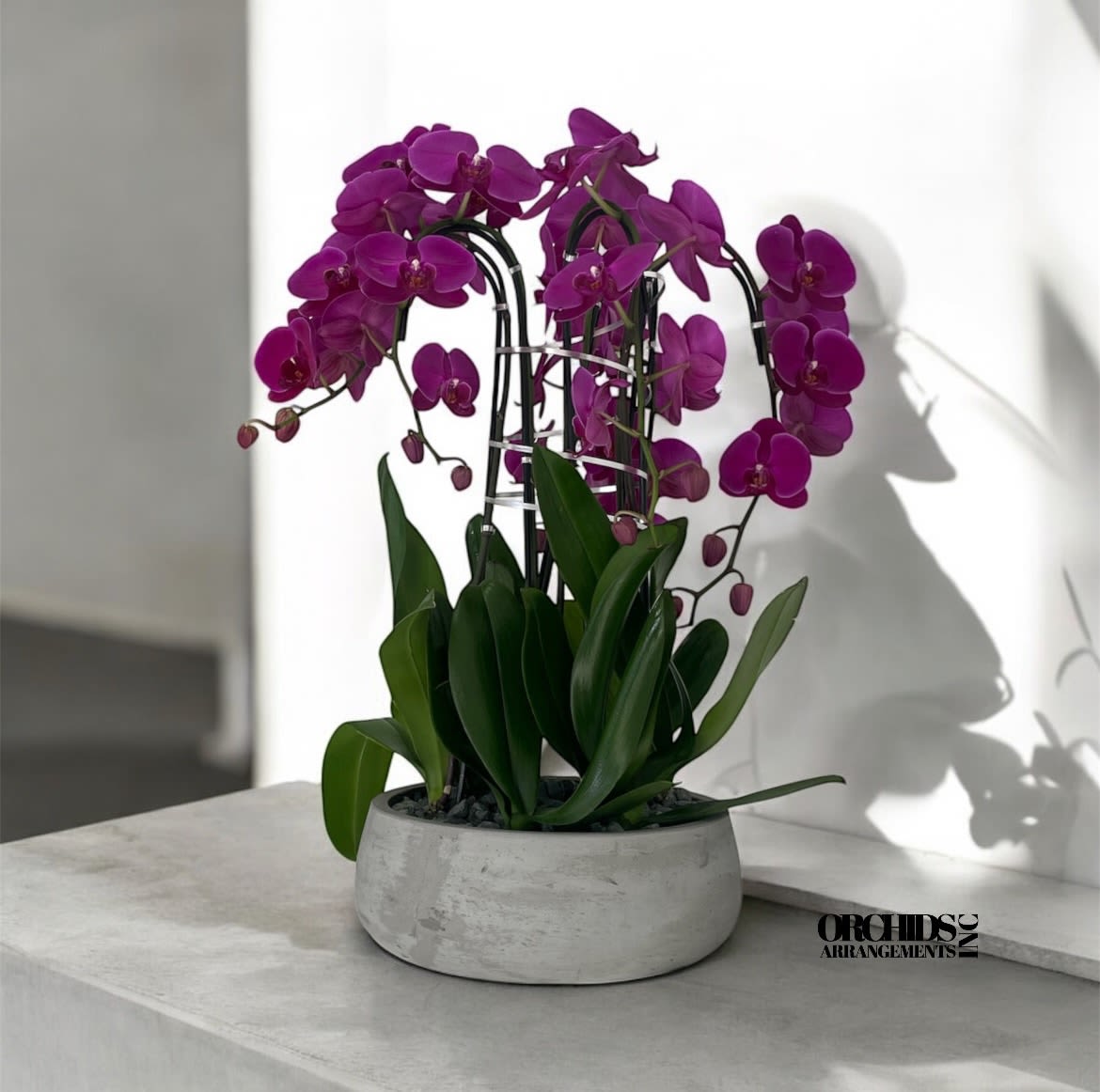 Same Day Flowers Purple Orchids - A high quality Five purple orchid arrangement with a vase 12.5&quot; D X 5&quot; T. An orchid arrangement flower deliver for any occasion design with fresh natural real beautiful Phalaenopsis cascade orchid plant minimalist decor.