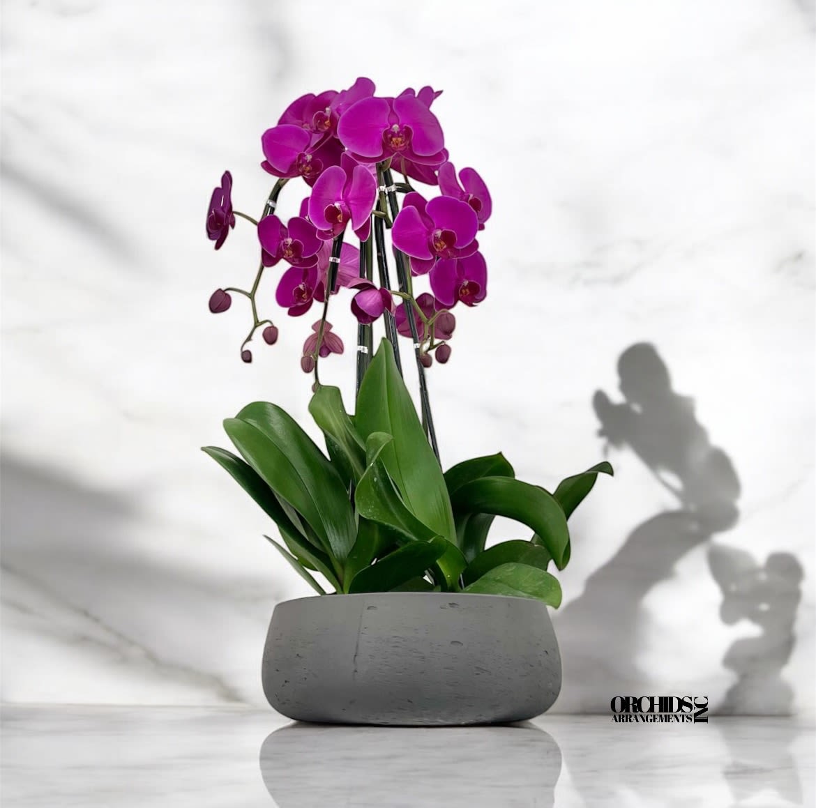 Same Day Orchid Purple Flower - A high quality Four purple orchid arrangement with a vase 12.5&quot; D X 5&quot; T. An orchid arrangement flower deliver for any occasion design with fresh natural real beautiful Phalaenopsis cascade orchid plant minimalist decor.