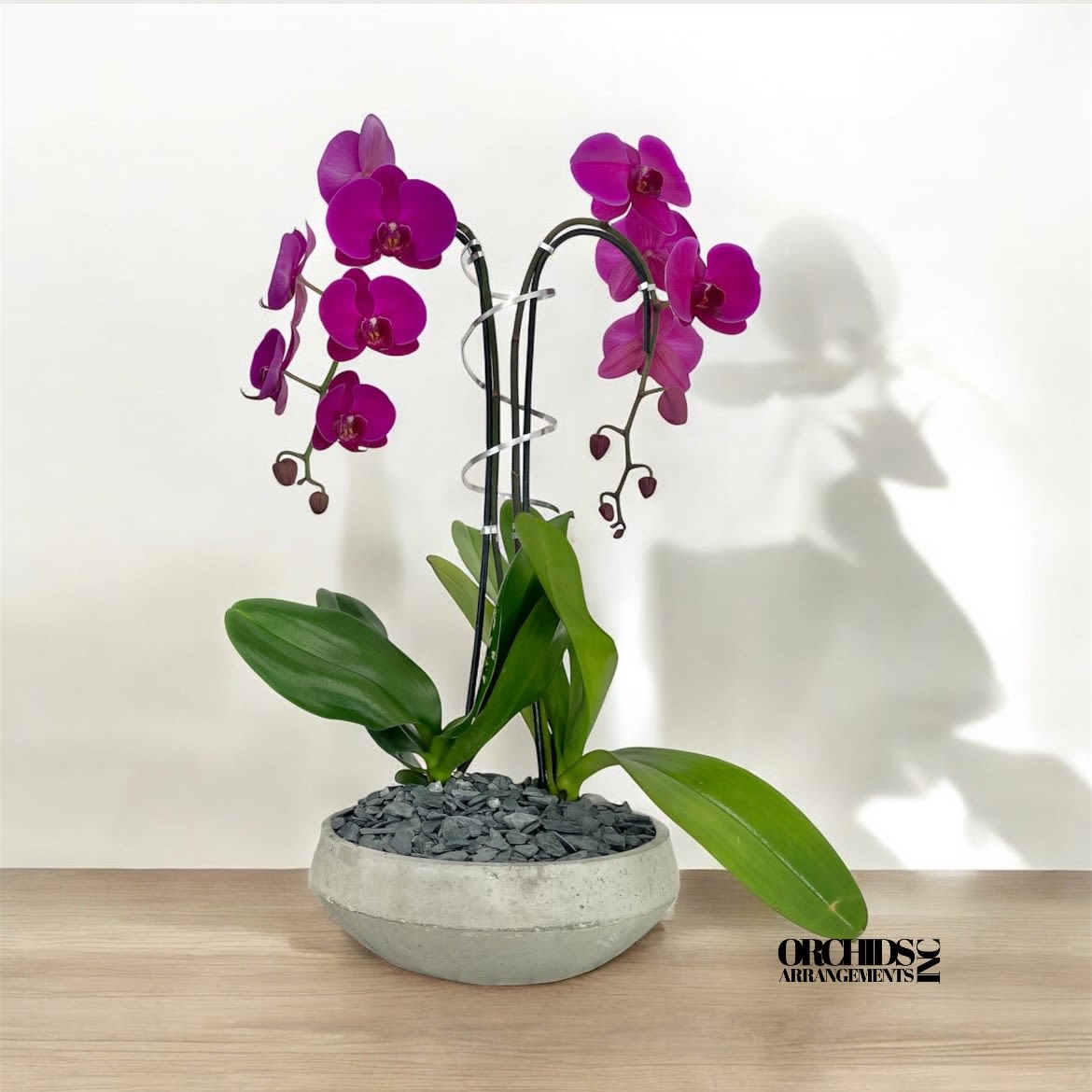 Purple Cascade Orchids Same Day - A high quality Double purple orchid arrangement with a vase 10&quot; D X 3&quot; T. An orchid arrangement flower deliver for any occasion design with fresh natural real beautiful Phalaenopsis cascade orchid plant minimalist decor.