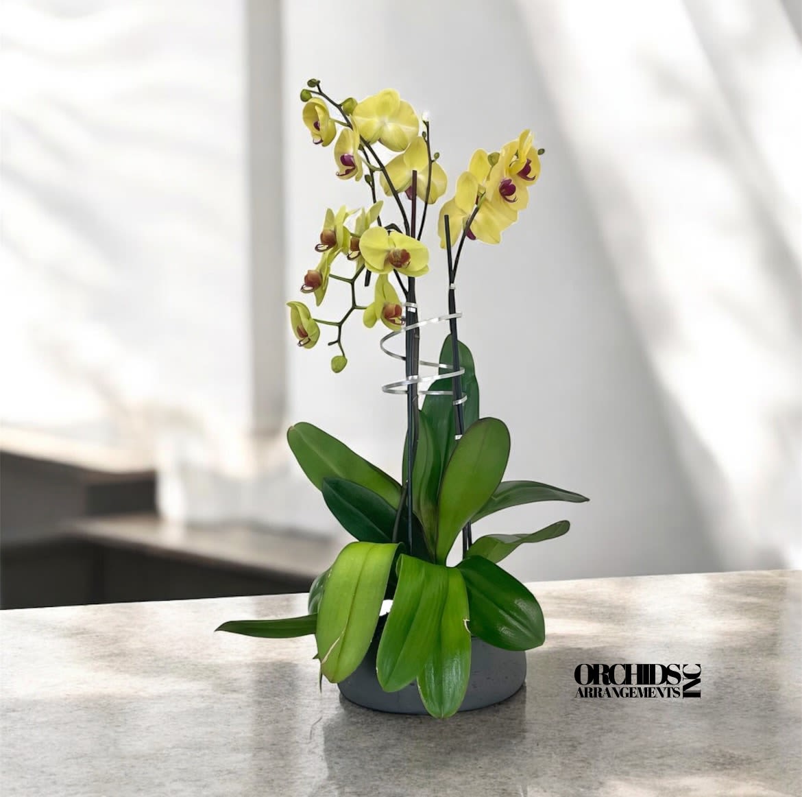 Yellow Cascade Orchid Same Day - A high quality Triple yellow orchid arrangement with a vase 12.5&quot; D X 5&quot; T. An orchid arrangement flower deliver for any occasion design with fresh natural real beautiful Phalaenopsis cascade orchid plant minimalist decor.