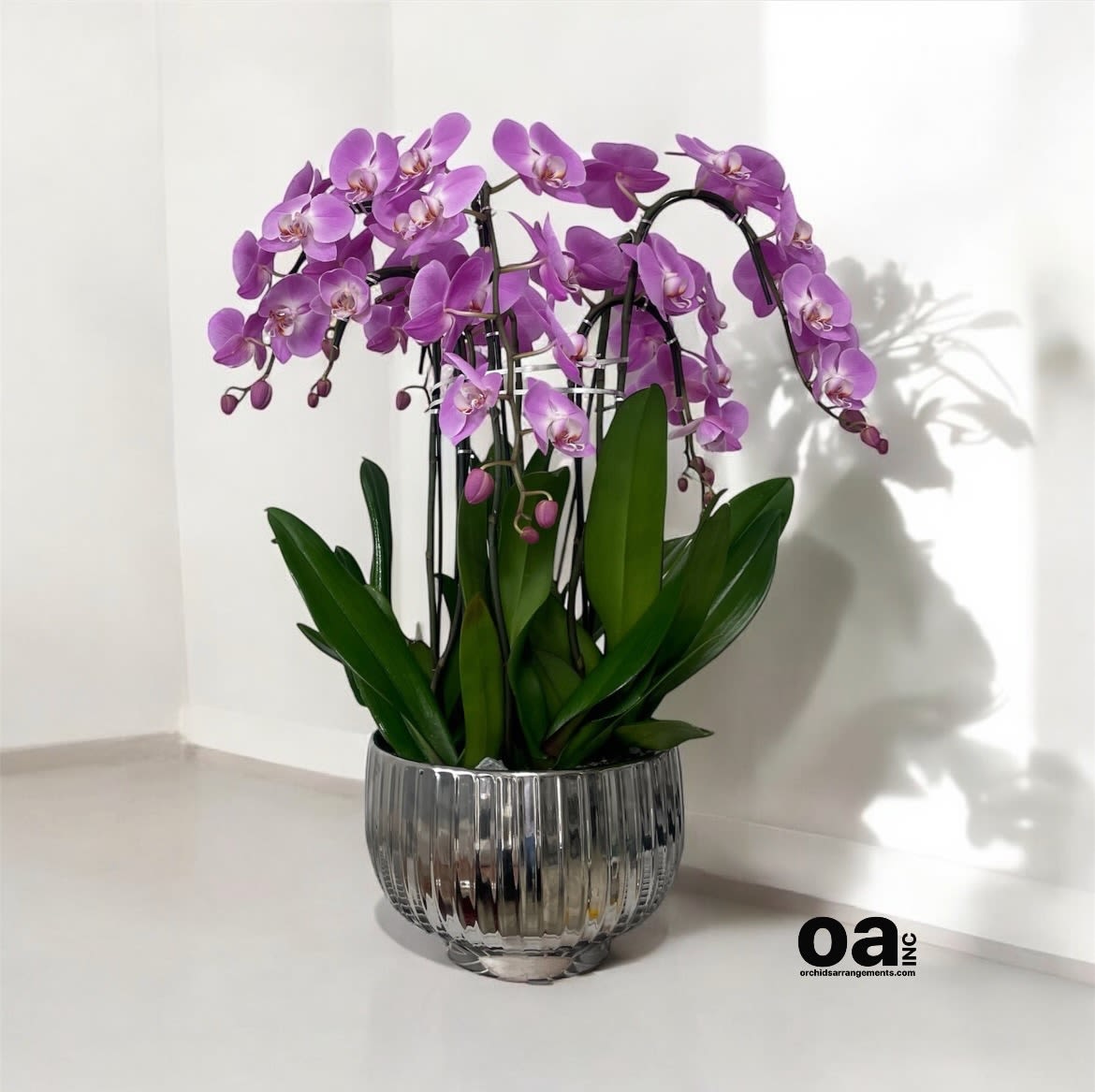 Pink Cascading Orchid Same Day - A high quality Six pink orchid arrangement with a vase 12&quot; D X 7&quot; T. An orchid arrangement flower deliver for any occasion design with fresh natural real beautiful Phalaenopsis cascade orchid plant minimalist decor.