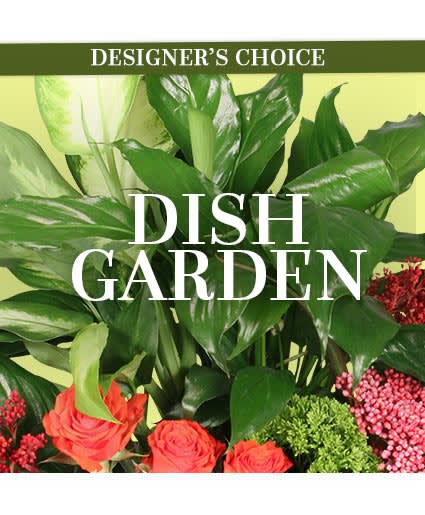 Dish Garden DC 40 - Our designers will select the best dish garden plant for your order. This is the perfect gift for any plant lover. Plants and container may vary and is designer's choice. While each Dish Garden is made using the seasonal plant selection to fill your order, the different price points determine the number of plants, the size and the container types included in the planter/ dish garden. *Designer's Choice product image does not necessarily reflect the finished item. This will vary by the day.
