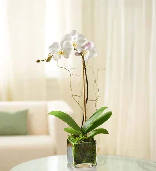 Marvelous White Phalaenopsis Orchid - Elegant, timeless, and effortlessly luxurious — the Marvelous White Phalaenopsis Orchid is the perfect statement piece for any home or workspace. Known for its long-lasting blooms and graceful arching stems, this premium orchid exudes sophistication and calm beauty. Its pure white petals symbolize peace, hope and new beginnings, making it a meaningful gift for celebrations, sympathy, or simply brightening someone’s day.