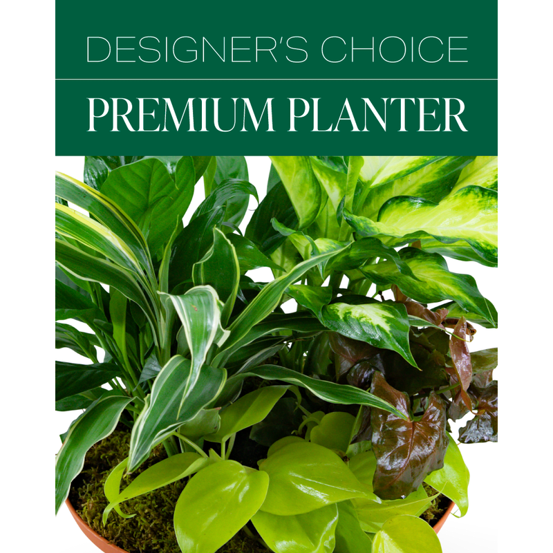 Dish Garden DC 50 - Our designers will select the best dish garden plant for your order. This is the perfect gift for any plant lover. Plants and container may vary and is designer's choice. While each Dish Garden is made using the seasonal plant selection to fill your order, the different price points determine the number of plants, the size and the container types included in the planter/ dish garden. *Designer's Choice product image does not necessarily reflect the finished item. This will vary by the day.