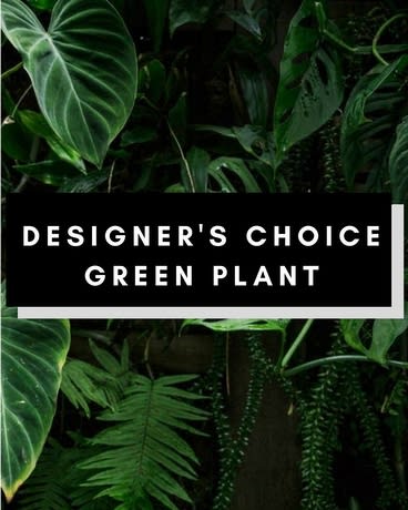 Plant DC 65 - Add a touch of nature to your space with a gorgeous green plant. With our Designers Choice Green Plant, you will receive a beautiful plant hand-picked by our plant experts. Select your price point and our team will put together the perfect plant arrangement that is freshest today.  *Designer's Choice product image does not necessarily reflect the finished item. This will vary by the day.