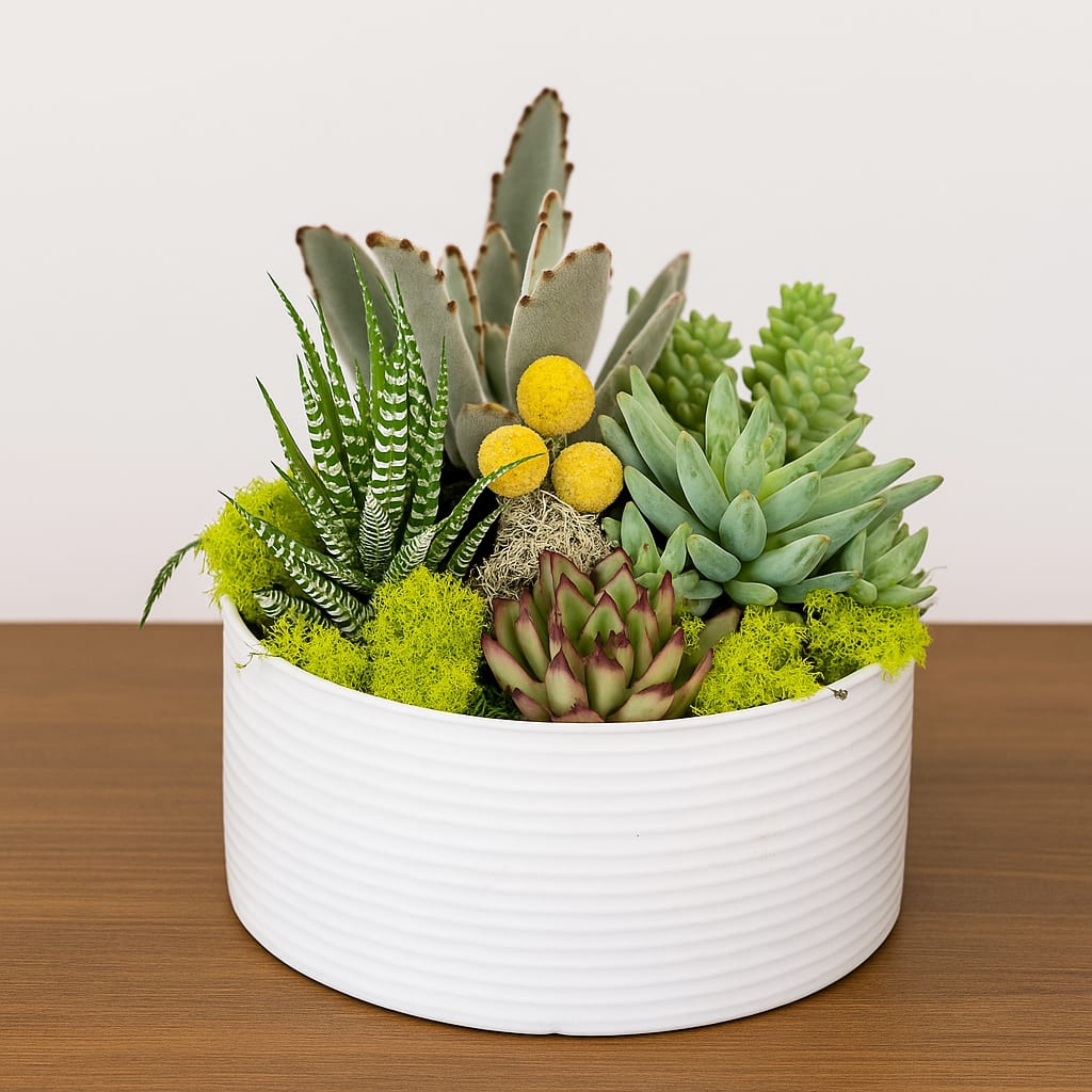 Modern Succulents - Modern Succulent Garden A sleek and stylish collection of succulents designed for the modern home or office. This minimalist arrangement features a mix of lush succulents and unique textures displayed in a contemporary white ceramic pot. Low-maintenance yet full of life, it brings a touch of natural calm to any space. Perfect as a gift or for everyday décor, this piece reflects Polk Street Florist’s signature blend of elegance and simplicity.