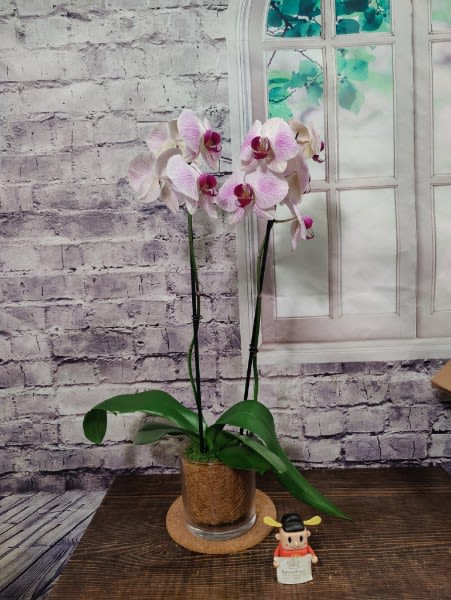 The Resting Beauty Orchid - Even beauty needs time to rest. Our Resting Beauty Orchid features a graceful Phalaenopsis orchid in its quiet phase — no buds, just elegant green leaves and strong, healthy roots preparing for their next bloom. Perfect for orchid lovers who understand that nature moves in cycles, this plant symbolizes patience, renewal, and the promise of future beauty. Display it in your home or office as a serene reminder that every pause has purpose — and that new blossoms are always on the horizon.  Originally: $65 Now: $40
