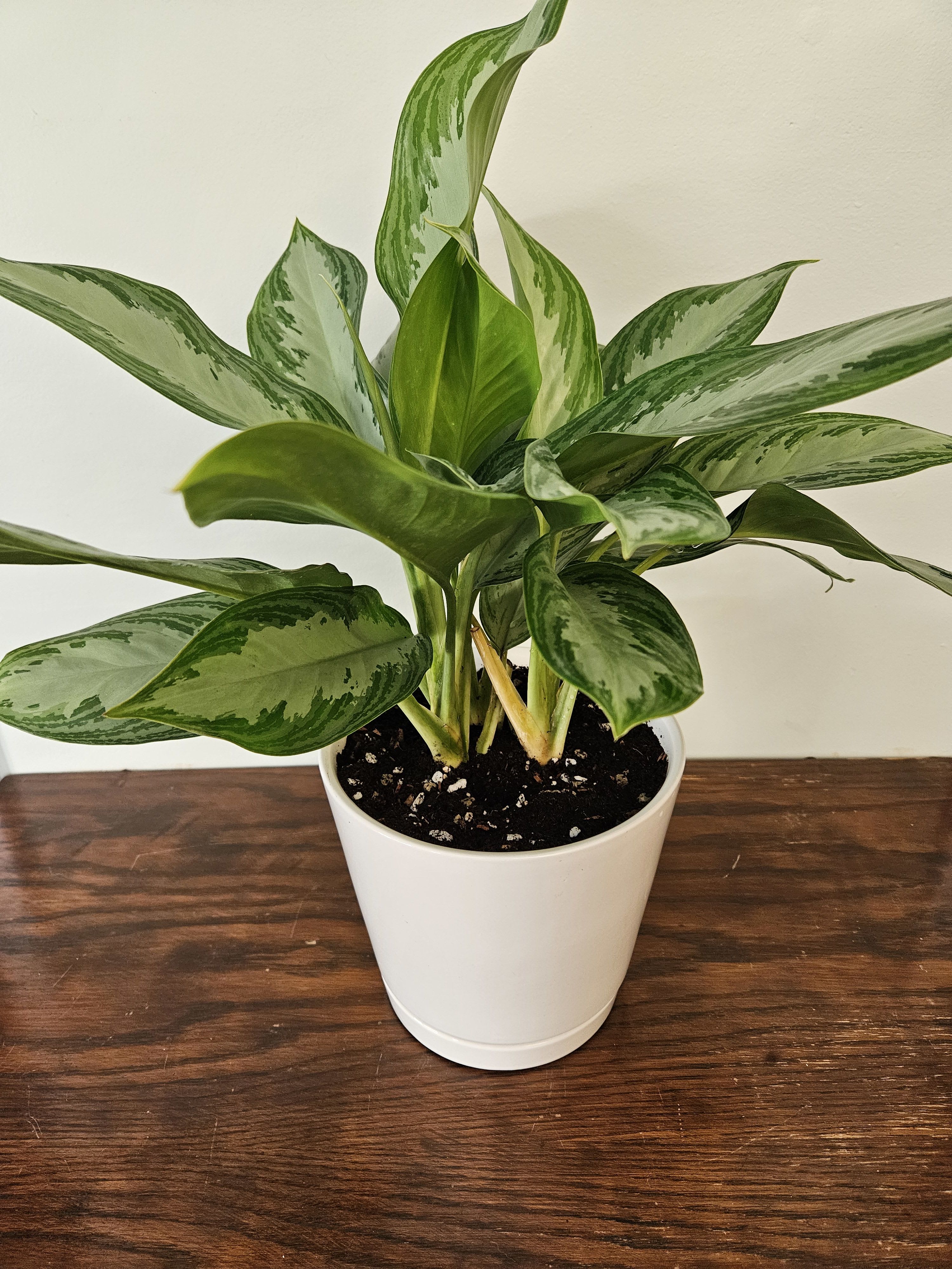 Aglaonema 'Silver Bay&quot; 8 inch - Medium to large mature plant in 8 inch ceramic pot. Aglaonema 'Silver Bay' is a low-maintenance plant known for its broad, lance-shaped leaves with silver-green centers and dark green edges. Also known as Chinese Evergreen, it is adaptable to various indoor conditions, tolerating low to moderate light, but prefers bright, indirect light. Water when the top 2 inches of soil is dry, and maintain higher humidity, though it can tolerate nirmal household humidity.