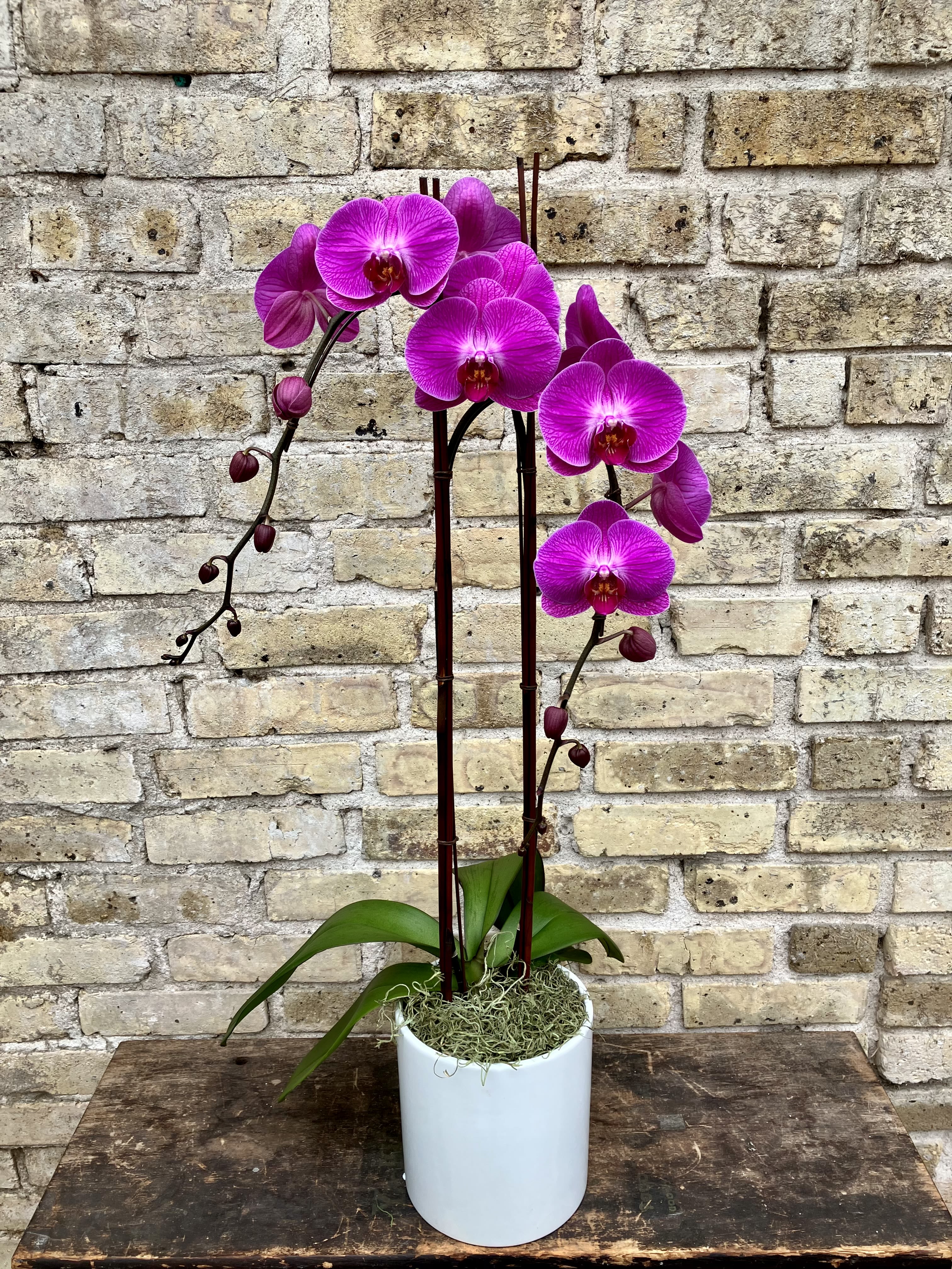 Purple Passion - Purple Phalaenopsis Orchid Set Into a White Ceramic Container. Decorated With Reed Branches, and Spanish Moss, Simply Beautiful. (Color of orchid may vary depending on availability)