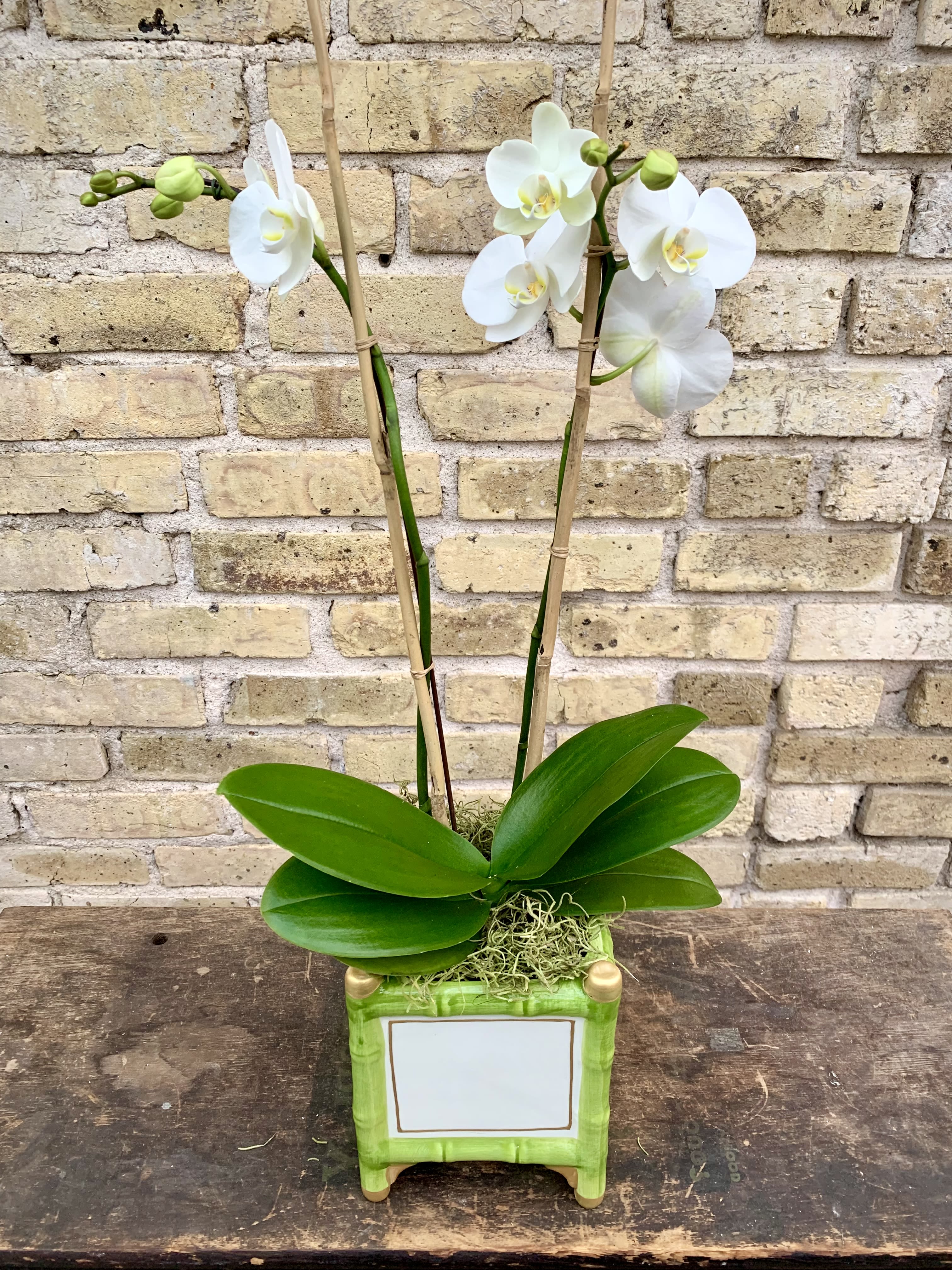 Orchid Petal - A Lovely 4&quot; White Double Phalaenopsis Orchid Plant  Set Into a White Bamboo Cachepot With Green and Gold Trim. Beautiful and Long Lasting. ( A smaller version of Graceful Blooms )
