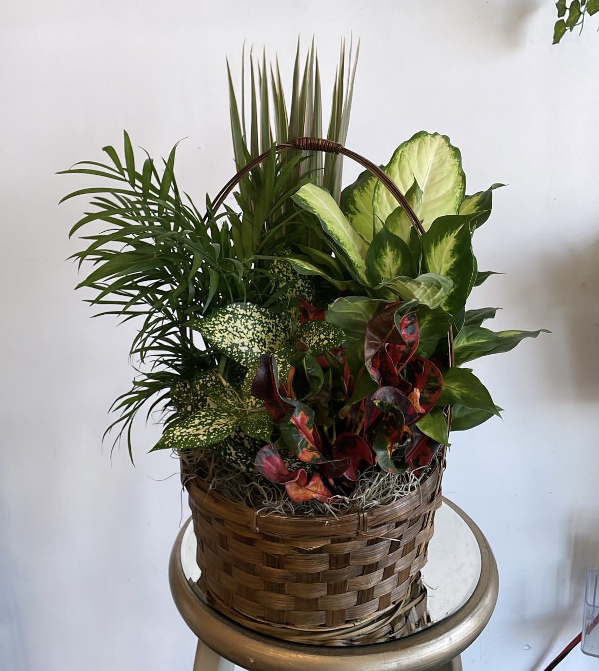 Blooming Garden Plant - -