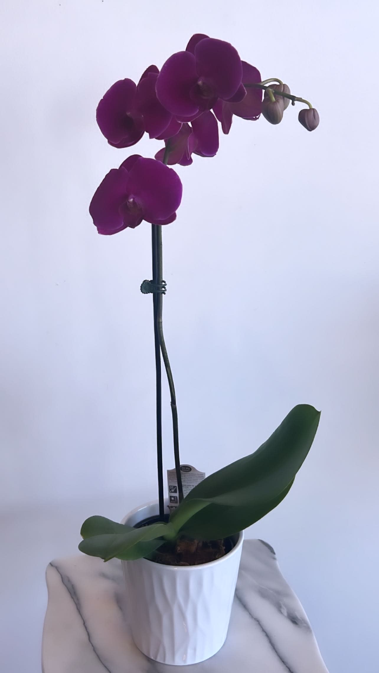 Single Stem Orchid by BloomNation™ - A beautiful and classic single stem white orchid. Perfect for all occasions, bring it as a housewarming gift, a birthday, or anything in-between.   For A Color Variety Please Call In To See What Is In Stock! 937-689-6325