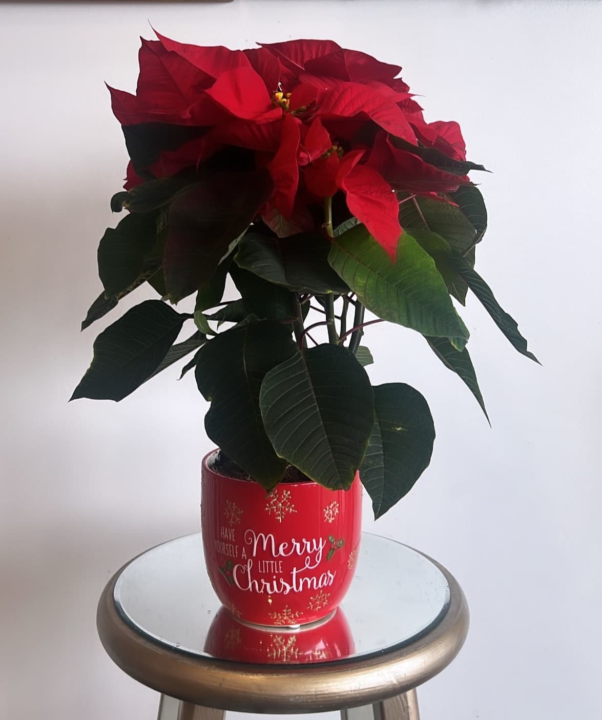 Red Poinsettia Plant - Nothing says Christmas like a Red Poinsettia Plant. Set the tone this holiday by sending this traditional plant to a friend or loved one. Our Red Poinsettia Plant will bring warmth and comfort to any holiday home or office... even if it's cold outside!