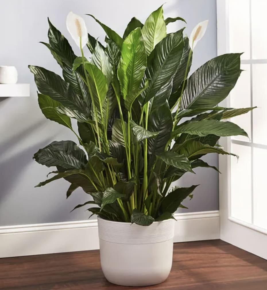 Calming Peace Lily Floor Plant 10 inch - Description  Bring serenity to any space with our light-loving Peace Lily floor plant. Featuring lush, green leaves and fragrant white blooms, this graceful gift is designed in a modern, neutral-toned planter. Perfect for sending warmth their way.   Spathiphyllum “Peace Plant” features fragrant, white blooms  Lightweight, adjustable base for draining   Measures overall approximately 30-36&quot;H 