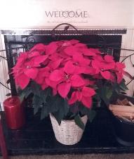 Premium Large Live Poinsettia  - 8&quot; potted Poinsettia