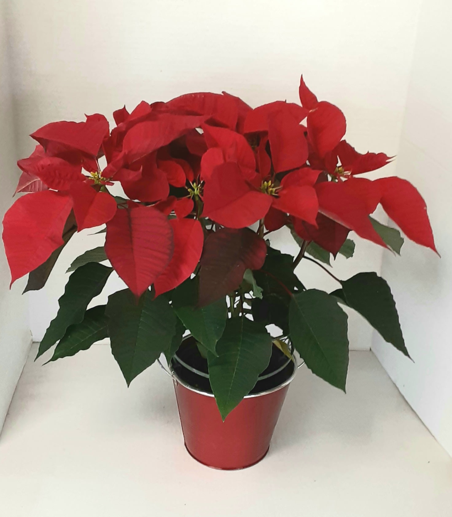 Red Poinsettia - Live holiday poinsettia In a ruby red metal planter