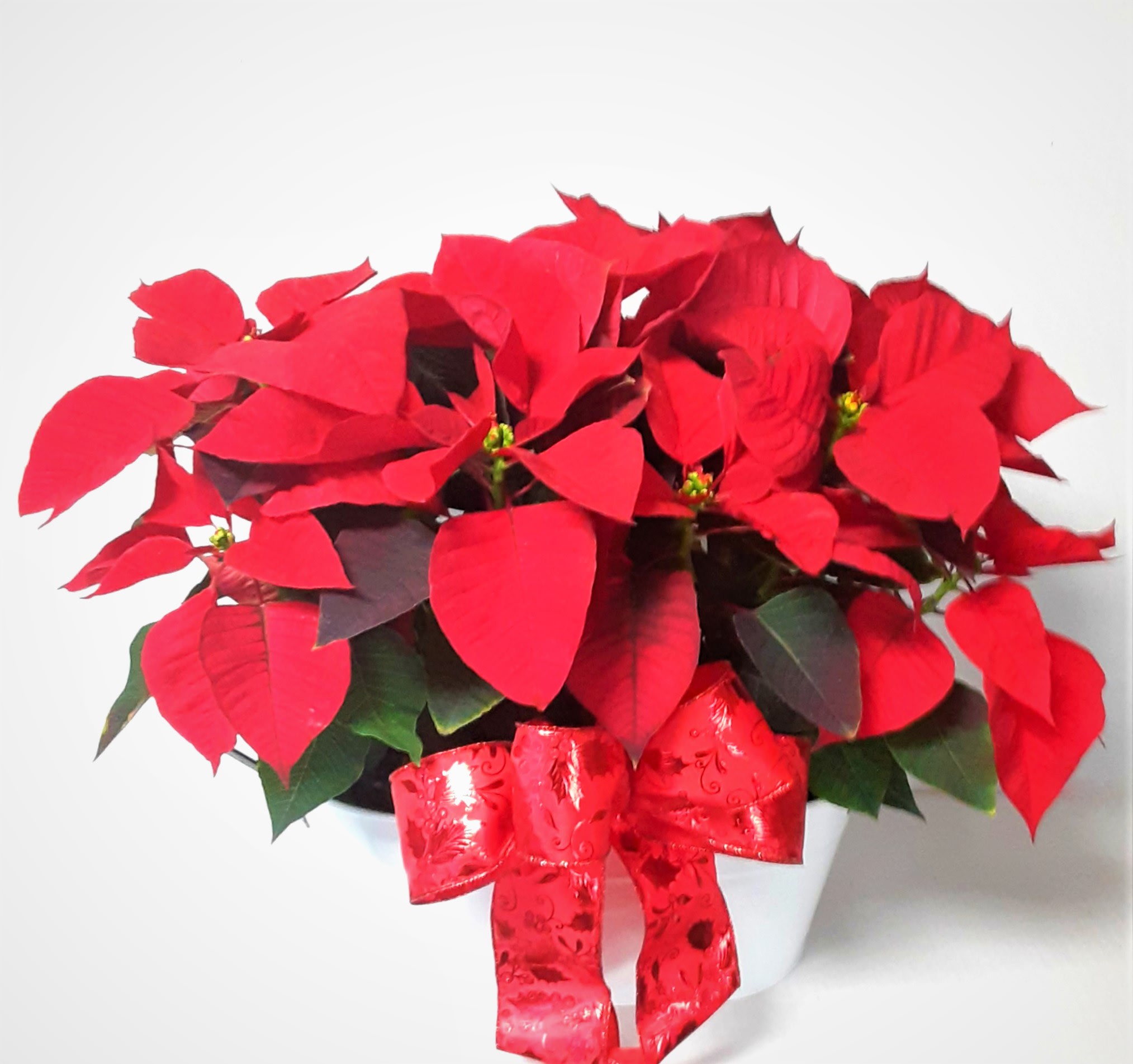  2 Deluxe Poinsettias - 2 beautiful poinsettias in a white container with wooden handles and adorned with sparkling holiday ribbon. 