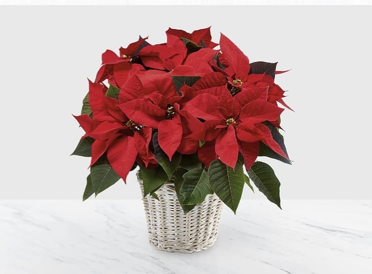 JOYOUS POINSETTIA PLANT - THE TRADITIONAL BLOOMING HOLIDAY PLANT COMES IN A DEEP RED COLOR IN A WHITE WASHED BASKET. THE PERFECT GIFT FOR FAMILY AND FRIENDS. BASKET MAY VARY AT THE TIME OF DELIVERY.