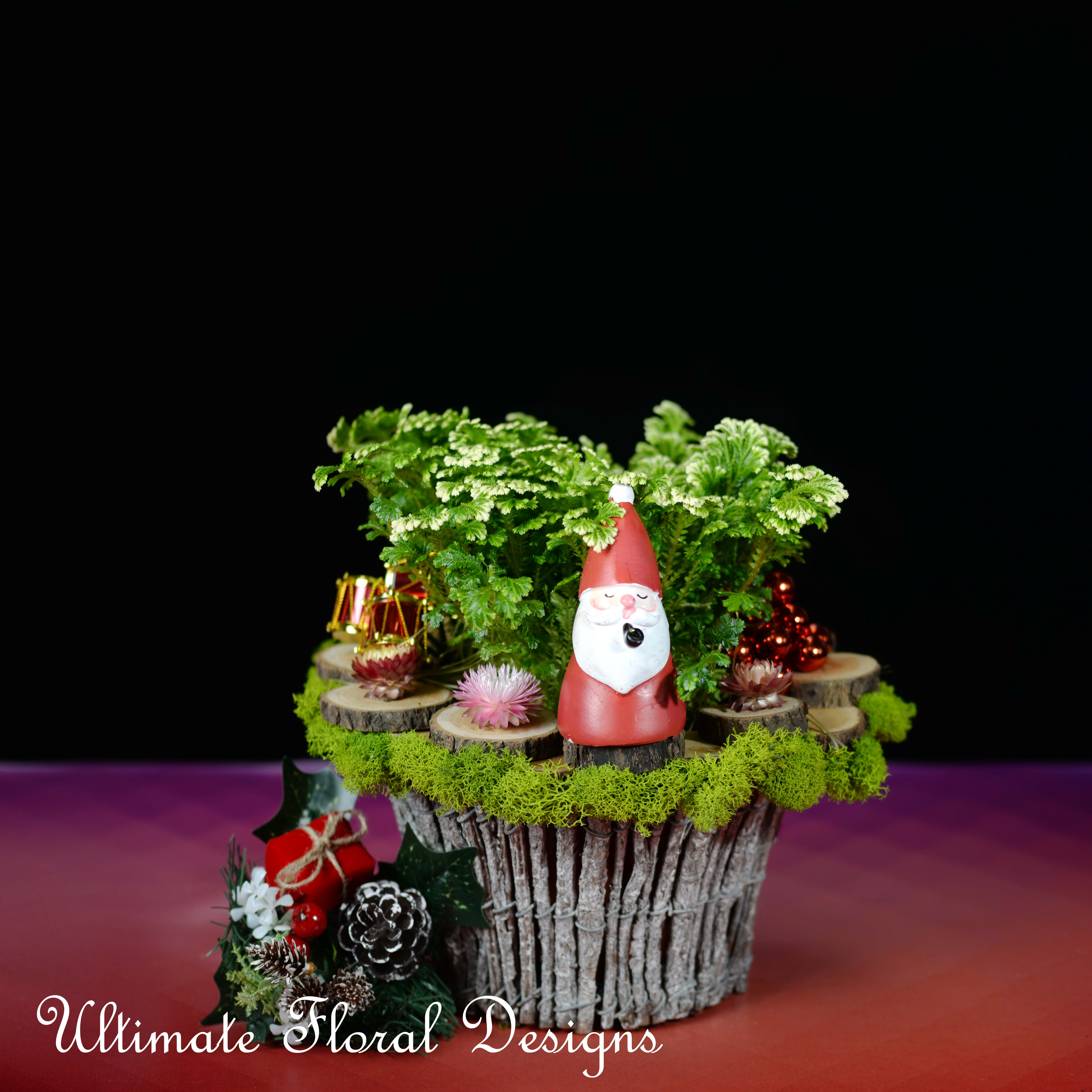 Verdant Christmas Joy - &quot;Christmas is the season of joy, of holiday greetings exchanged, of gift-giving, and of families united.&quot; - Norman Vincent Peale Frosty Fern