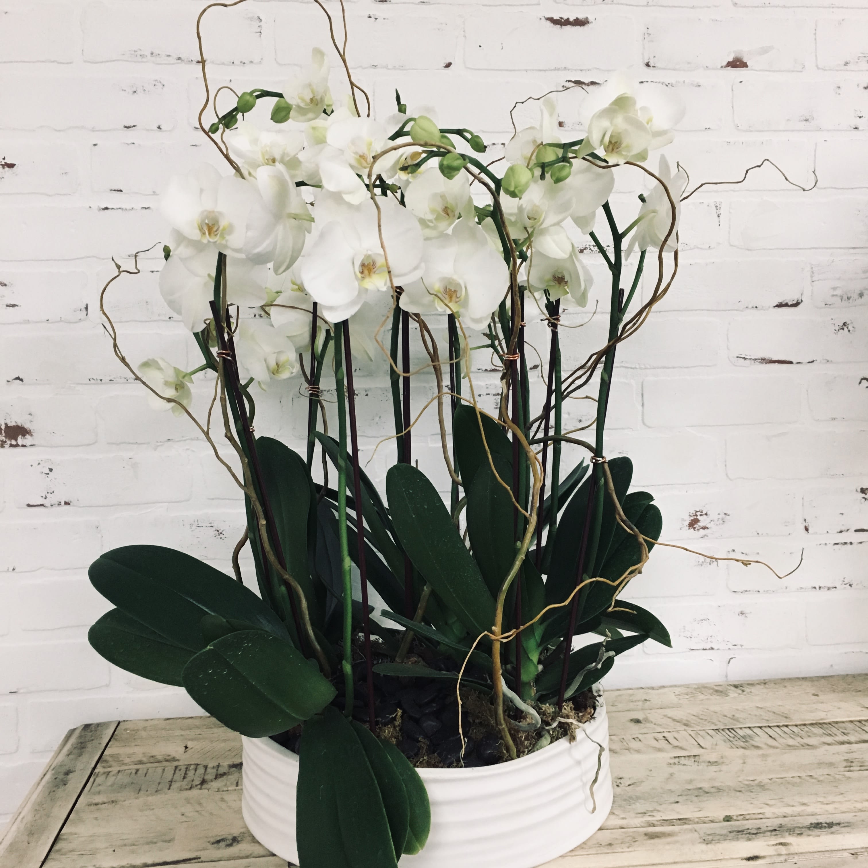 Vessel of orchids - 5 Elegant orchids displayed in a ceramic container with curly willow 