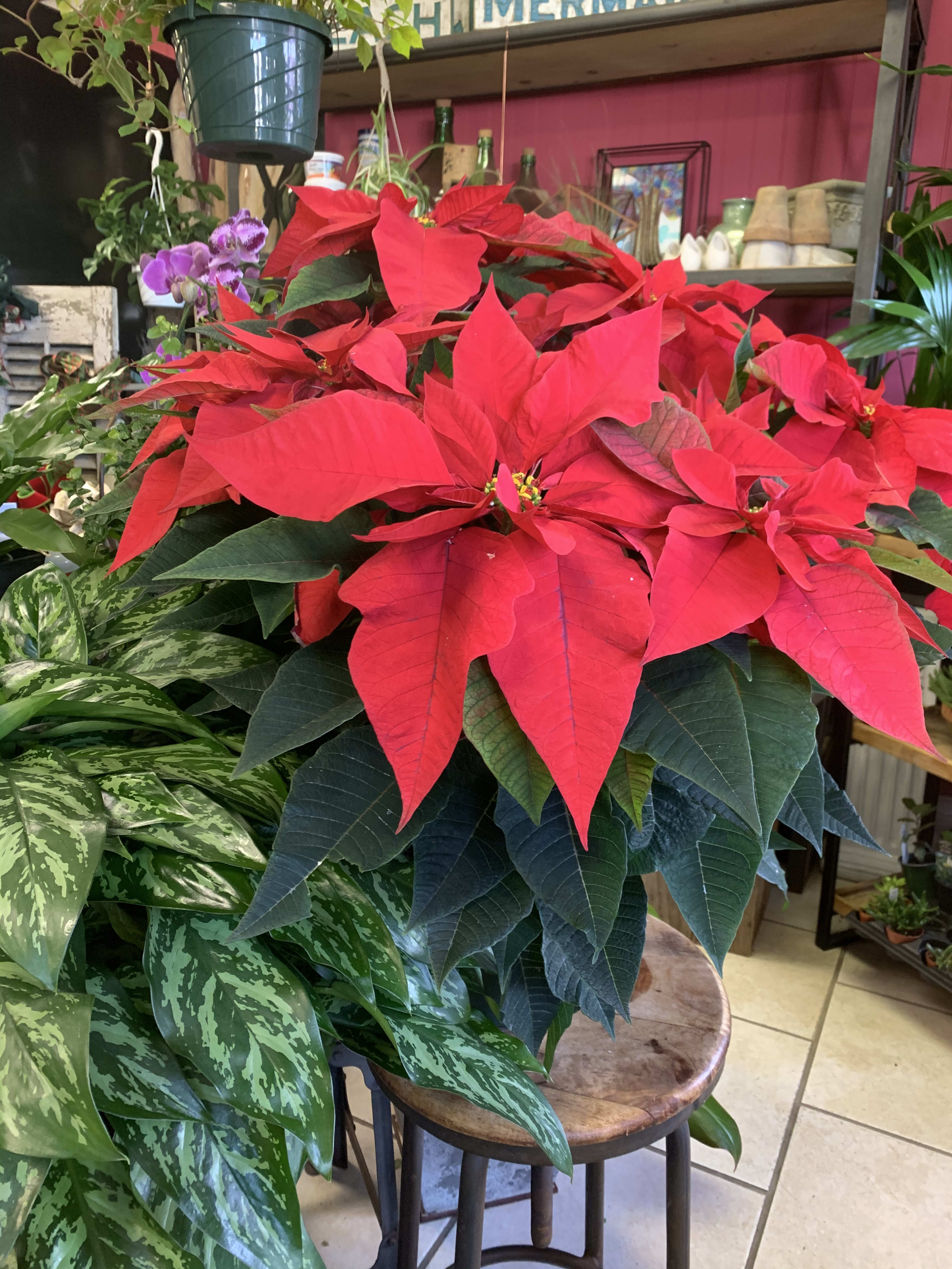 Festive Poinsettia Plant - Beautiful locally* grown 8” pot (30” tall) Poinsettias available in Red, White or Pink.
