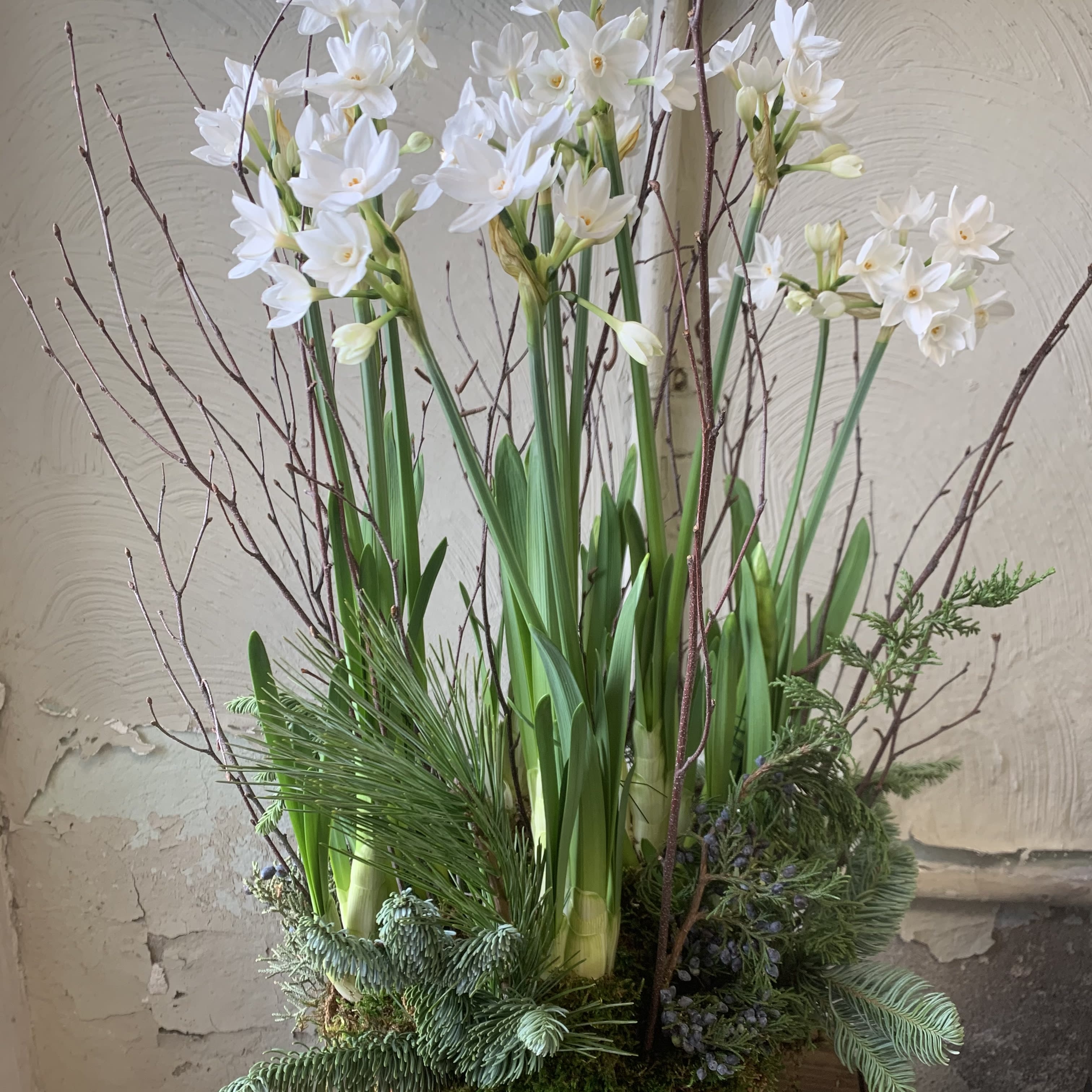 Paper whites - Paper White bulbs in a terra cotta pot with moss seasonal greens (saucer included). 6” size pot is standard, 8” pot is deluxe. 