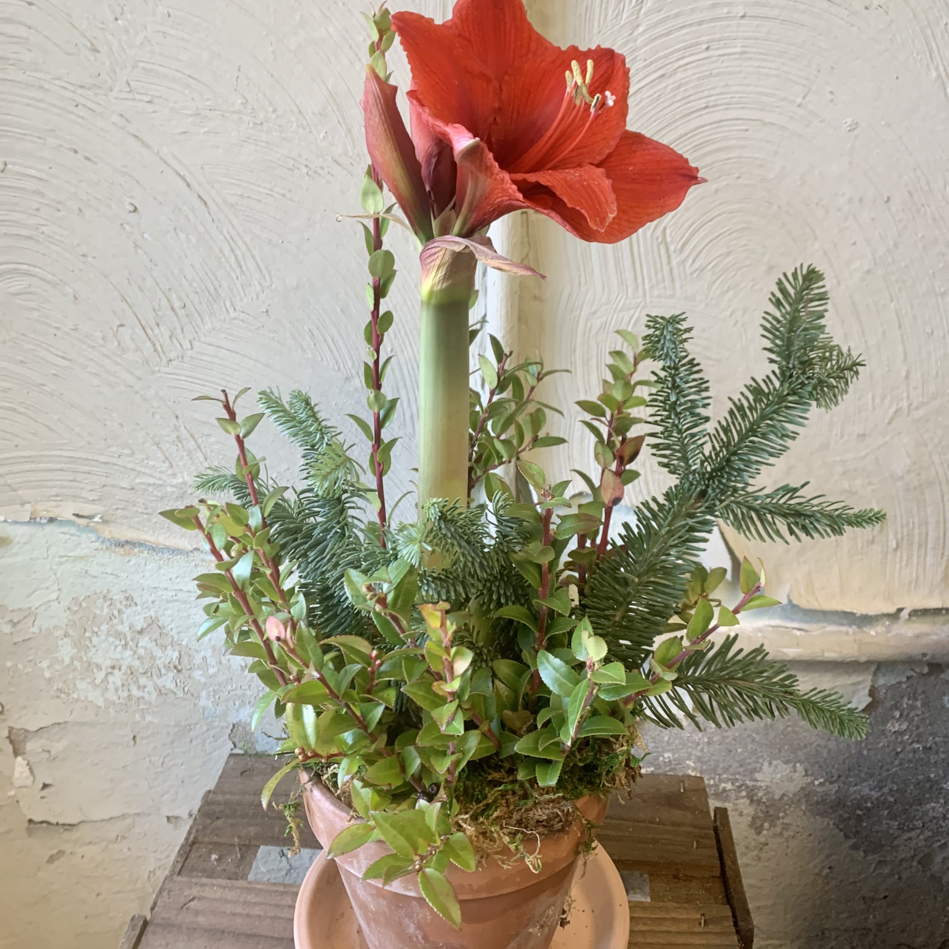 Blooming Amaryllis  - Under Construction 